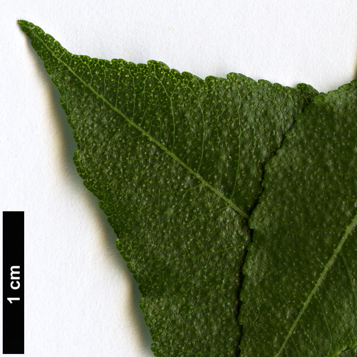 High resolution image: Family: Rutaceae - Genus: Ptelea - Taxon: baldwinii