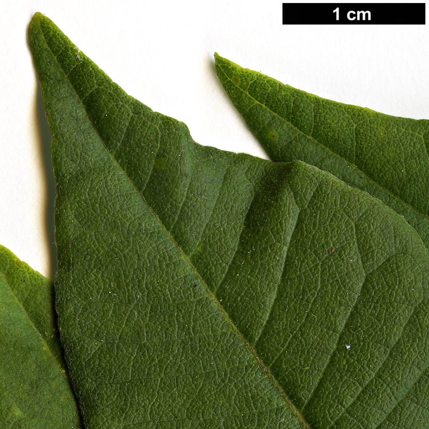 High resolution image: Family: Rutaceae - Genus: Ptelea - Taxon: trifoliata