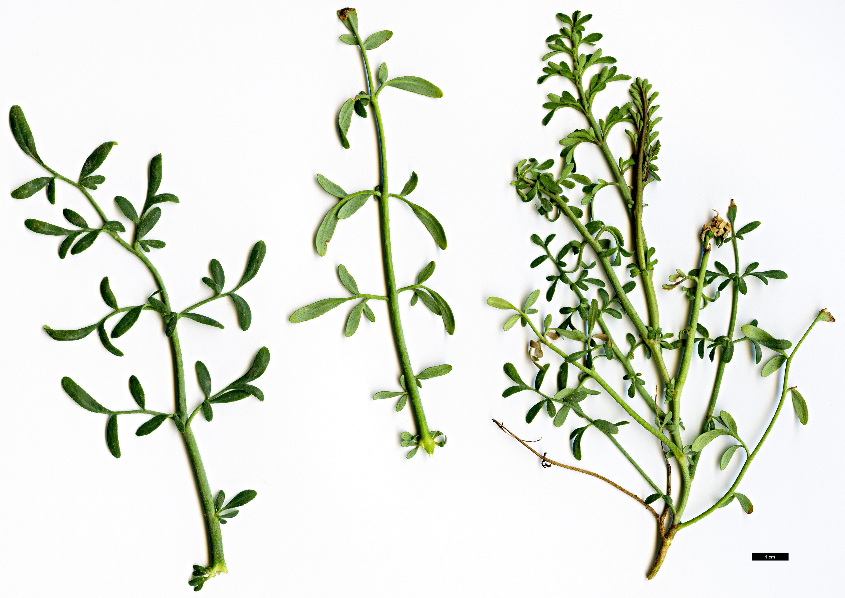 High resolution image: Family: Rutaceae - Genus: Ruta - Taxon: angustifolia