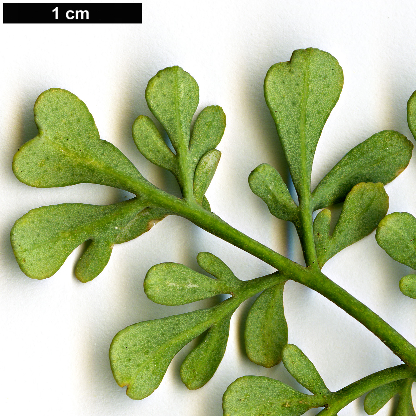 High resolution image: Family: Rutaceae - Genus: Ruta - Taxon: chalapensis
