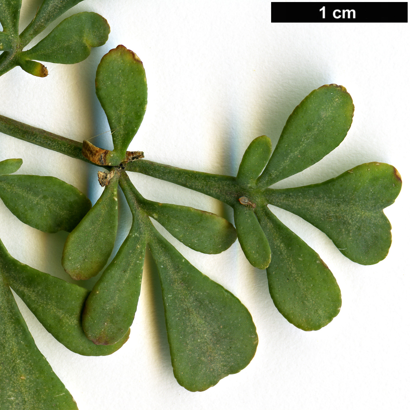 High resolution image: Family: Rutaceae - Genus: Ruta - Taxon: chalapensis