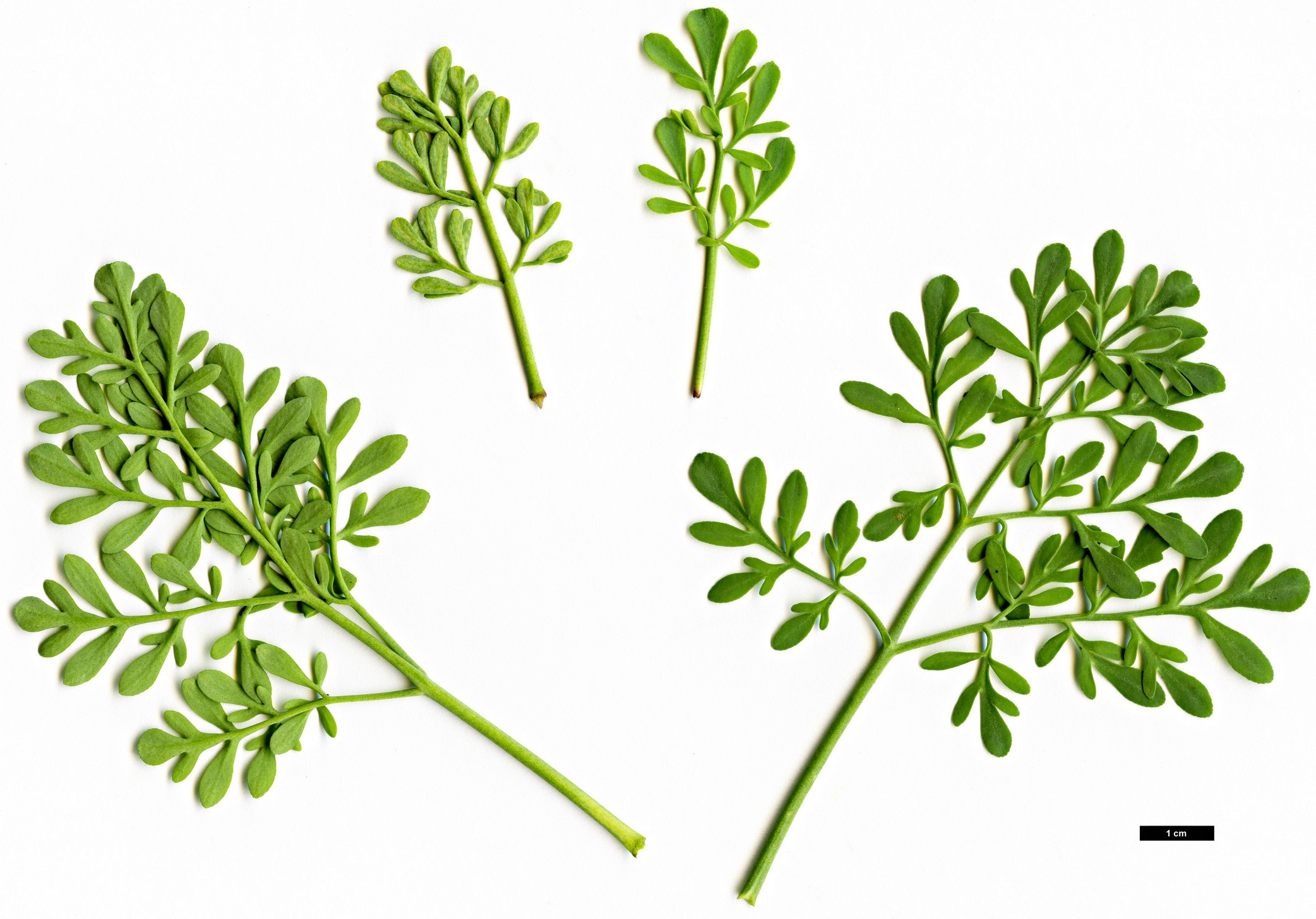 High resolution image: Family: Rutaceae - Genus: Ruta - Taxon: corsica