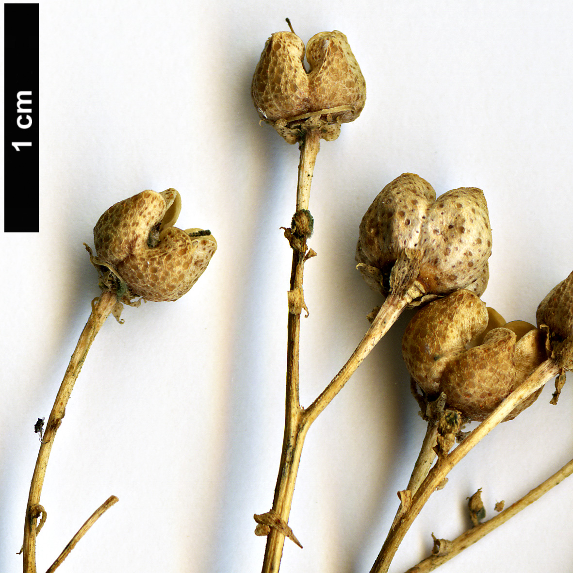 High resolution image: Family: Rutaceae - Genus: Ruta - Taxon: graveolens