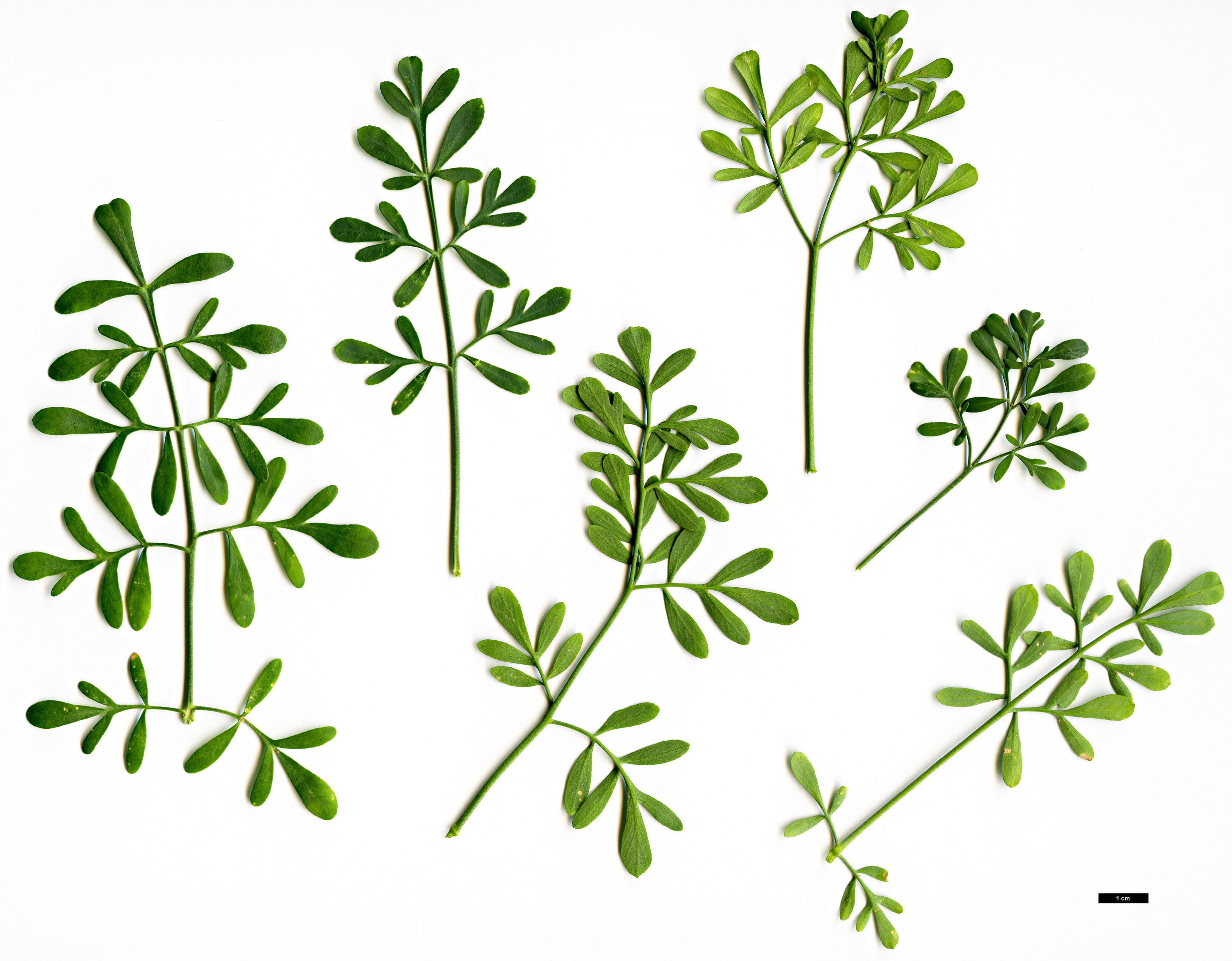 High resolution image: Family: Rutaceae - Genus: Ruta - Taxon: graveolens