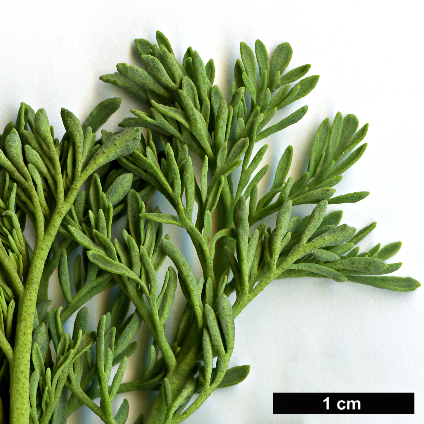 High resolution image: Family: Rutaceae - Genus: Ruta - Taxon: montana