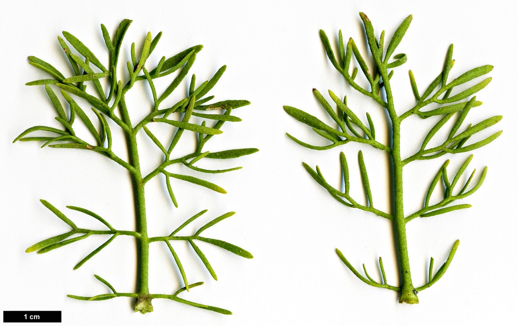 High resolution image: Family: Rutaceae - Genus: Ruta - Taxon: montana