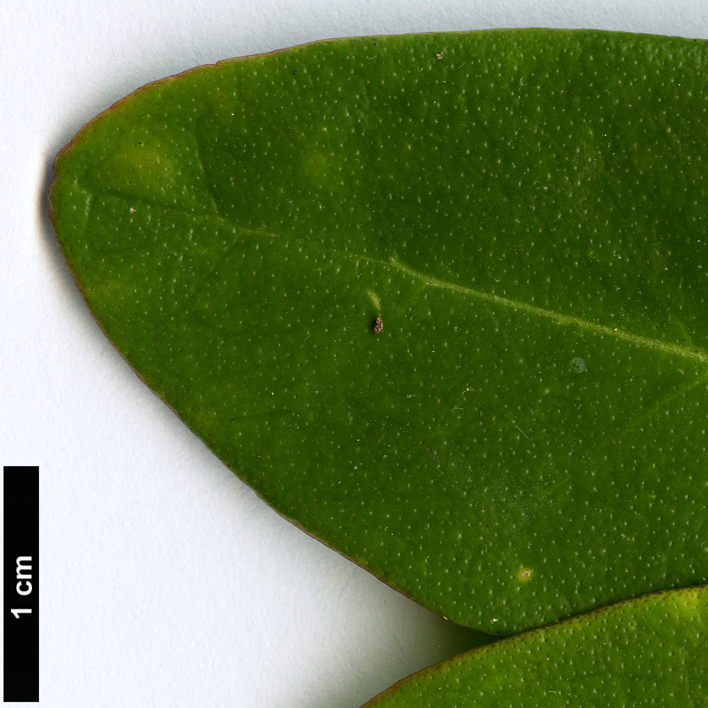 High resolution image: Family: Rutaceae - Genus: Skimmia - Taxon: reevesiana