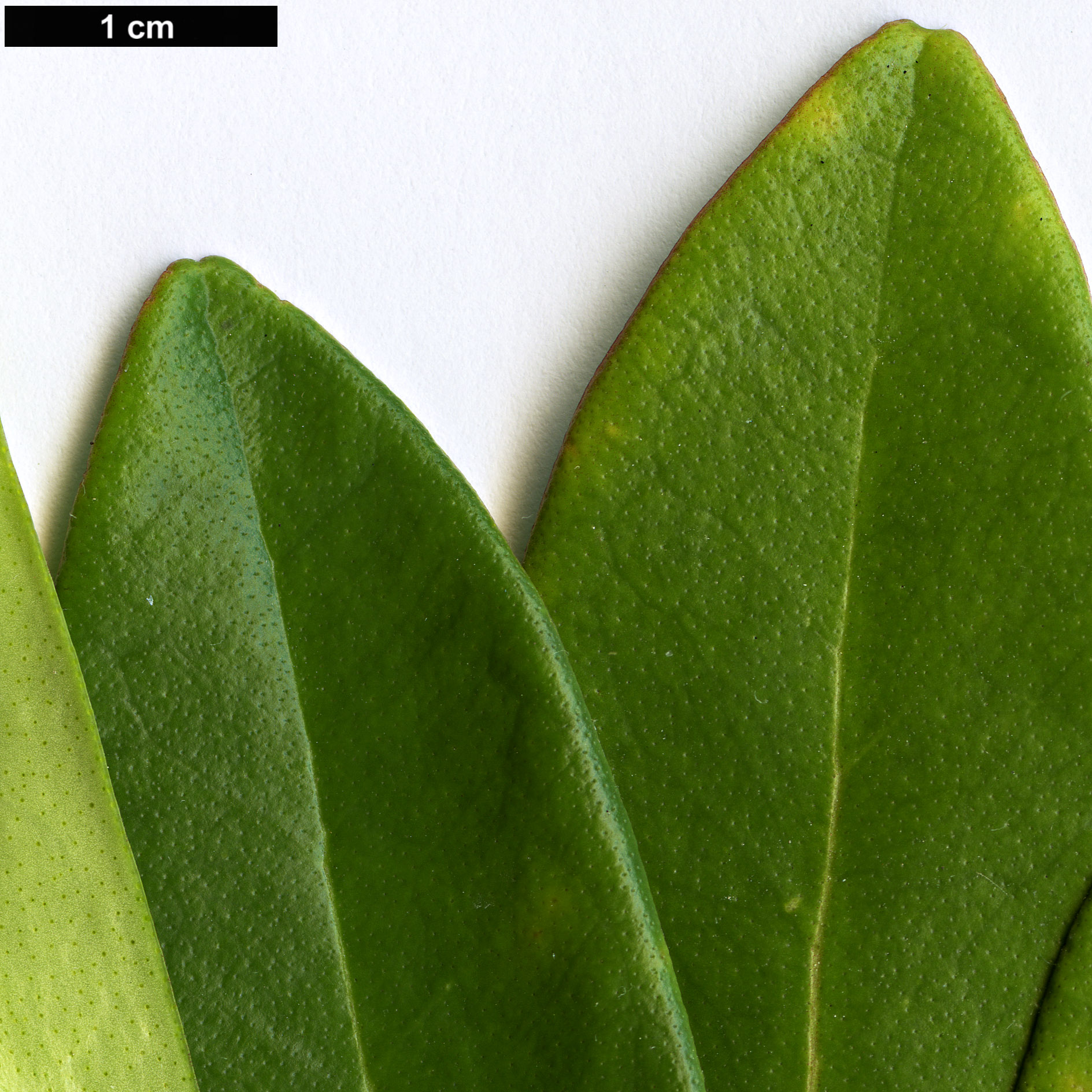 High resolution image: Family: Rutaceae - Genus: Skimmia - Taxon: reevesiana