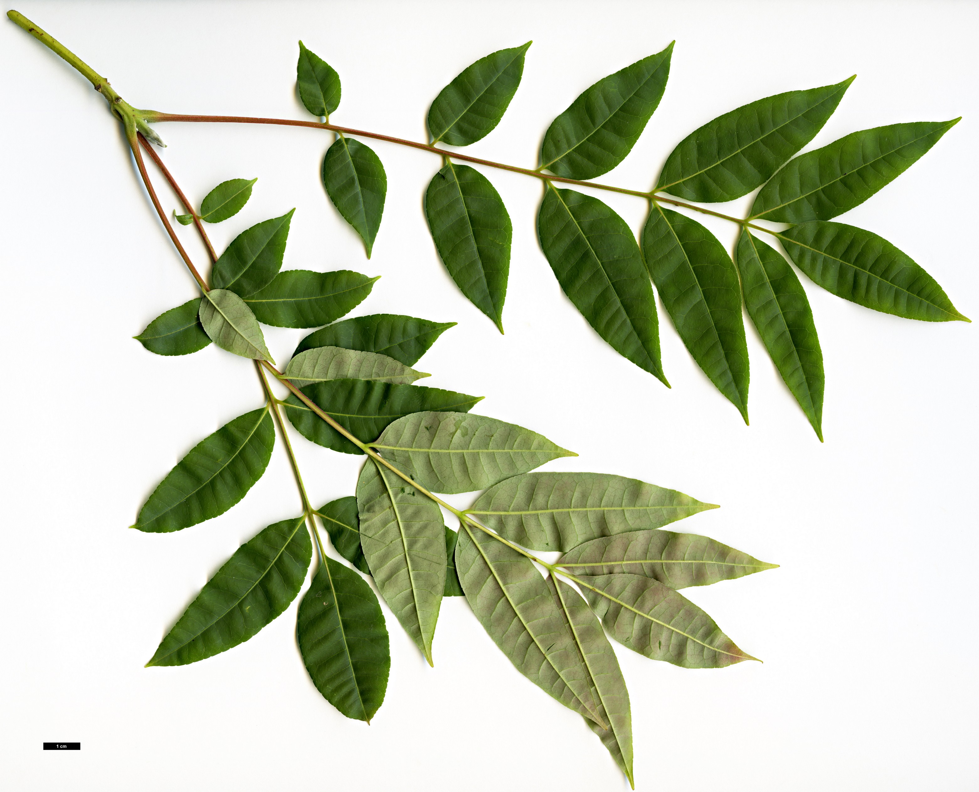 High resolution image: Family: Rutaceae - Genus: Tetradium - Taxon: austrosinense