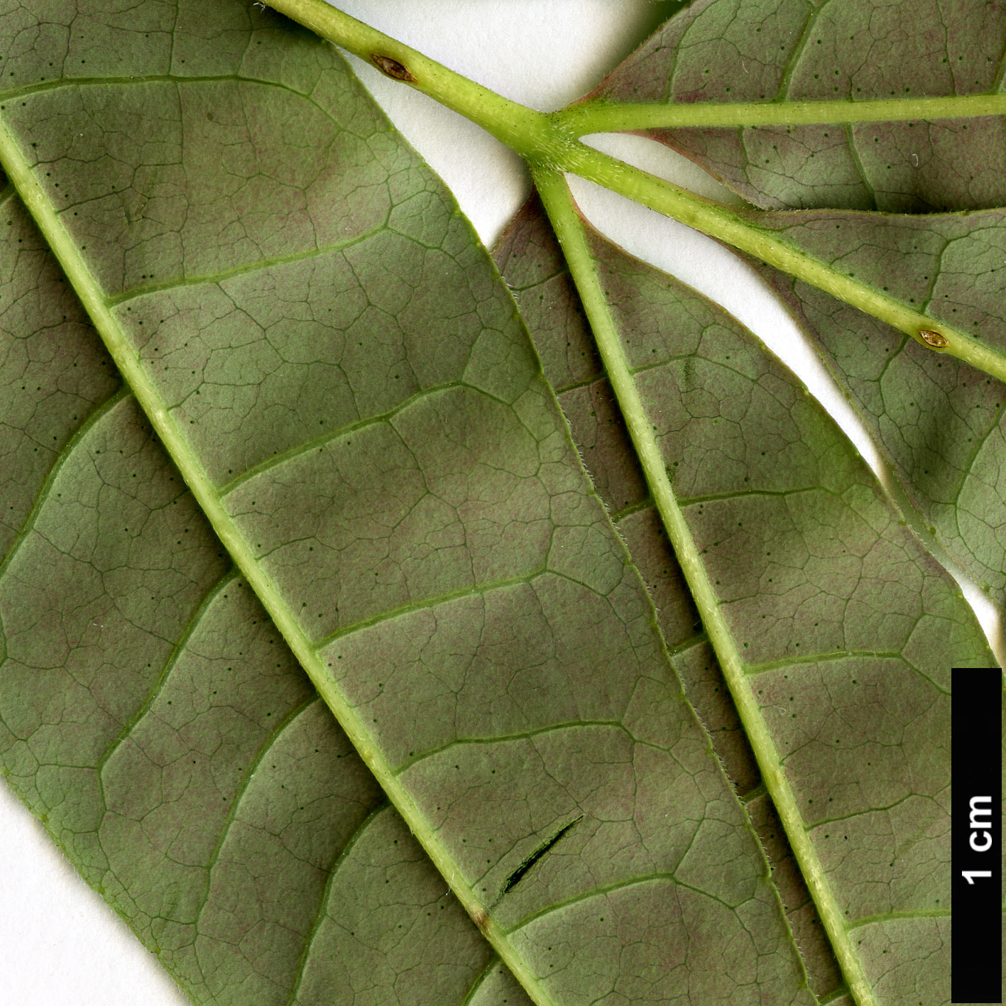 High resolution image: Family: Rutaceae - Genus: Tetradium - Taxon: austrosinense
