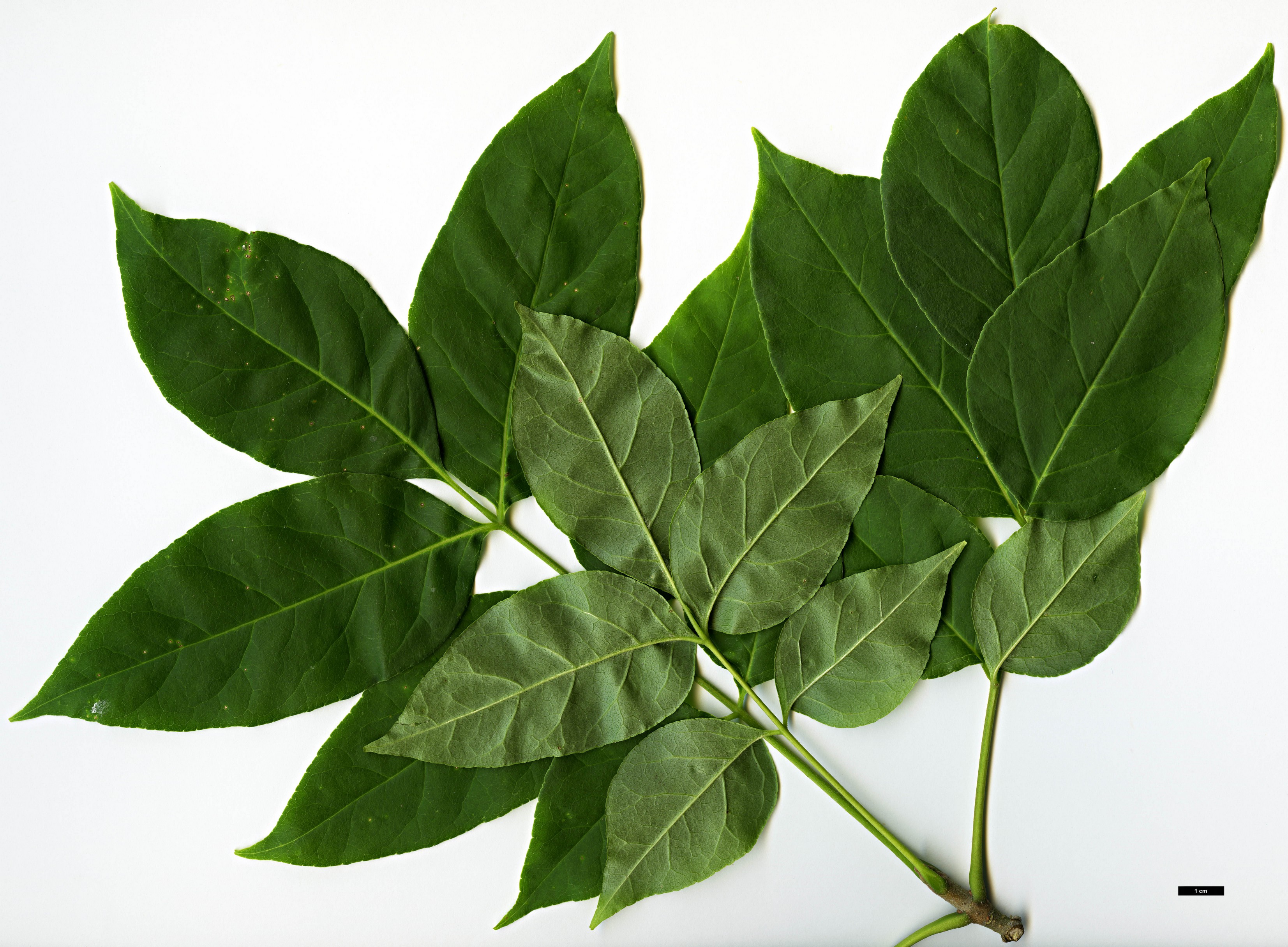 High resolution image: Family: Rutaceae - Genus: Tetradium - Taxon: daniellii