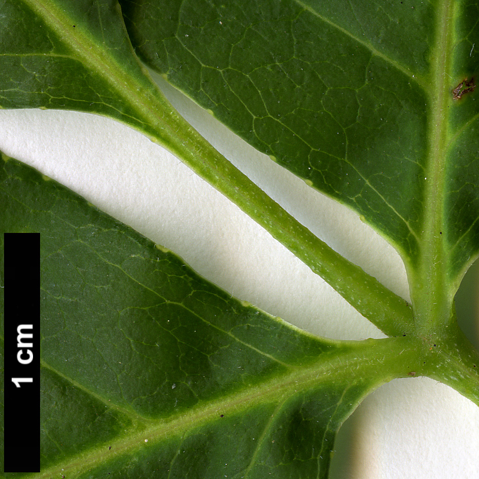 High resolution image: Family: Rutaceae - Genus: Tetradium - Taxon: daniellii