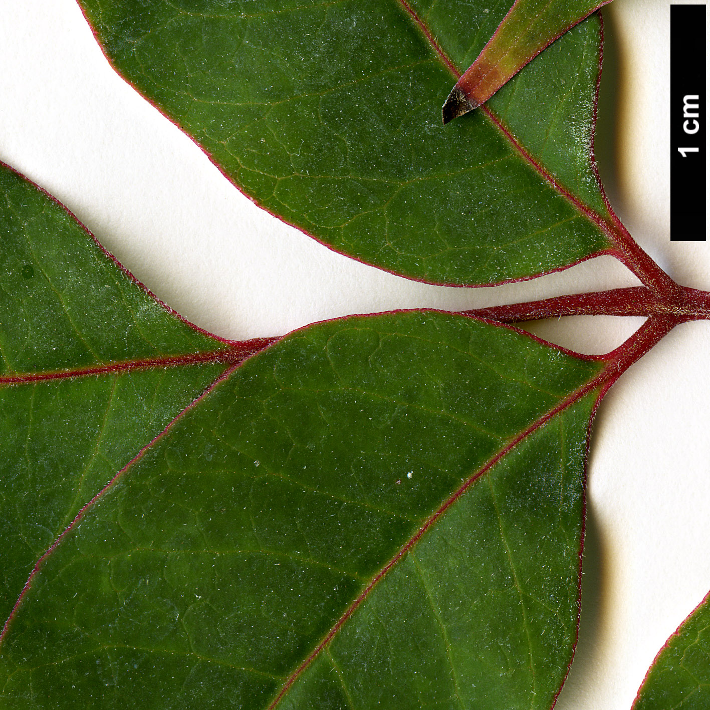High resolution image: Family: Rutaceae - Genus: Tetradium - Taxon: glabrifolium