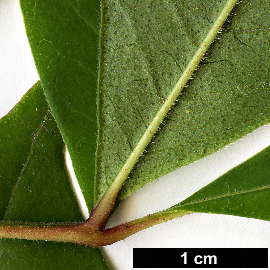 High resolution image: Family: Rutaceae - Genus: Tetradium - Taxon: ruticarpum