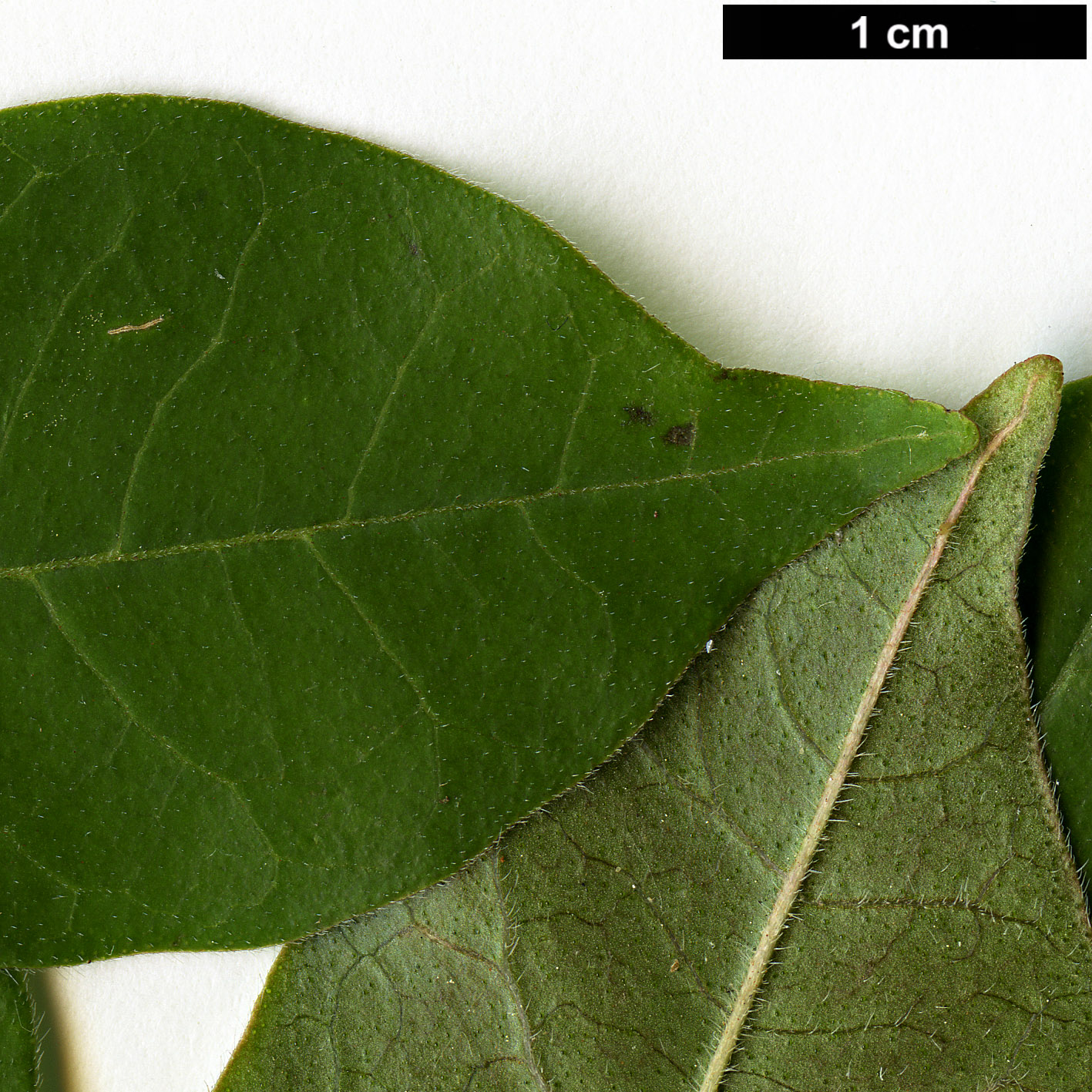 High resolution image: Family: Rutaceae - Genus: Tetradium - Taxon: ruticarpum