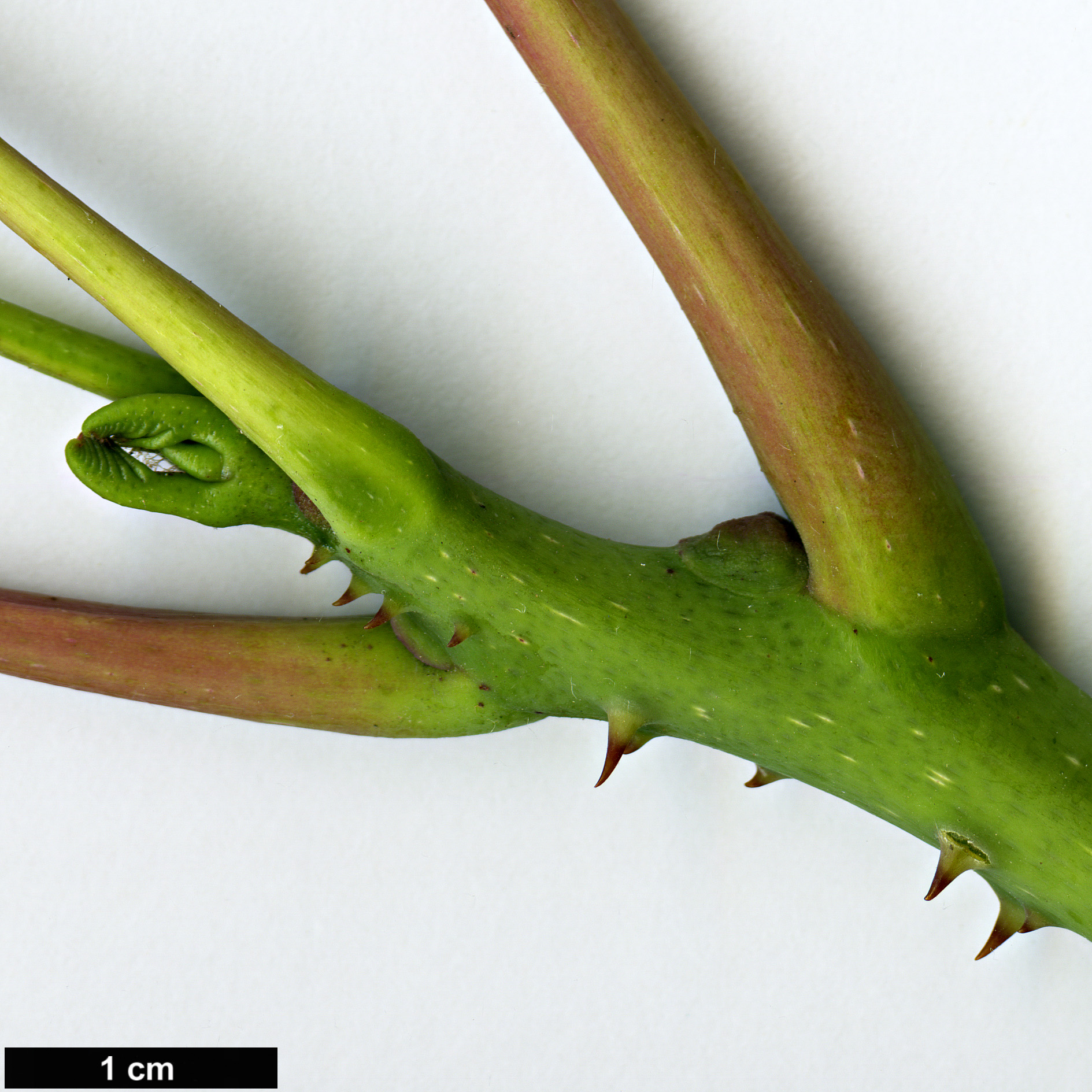 High resolution image: Family: Rutaceae - Genus: Zanthoxylum - Taxon: ailanthoides