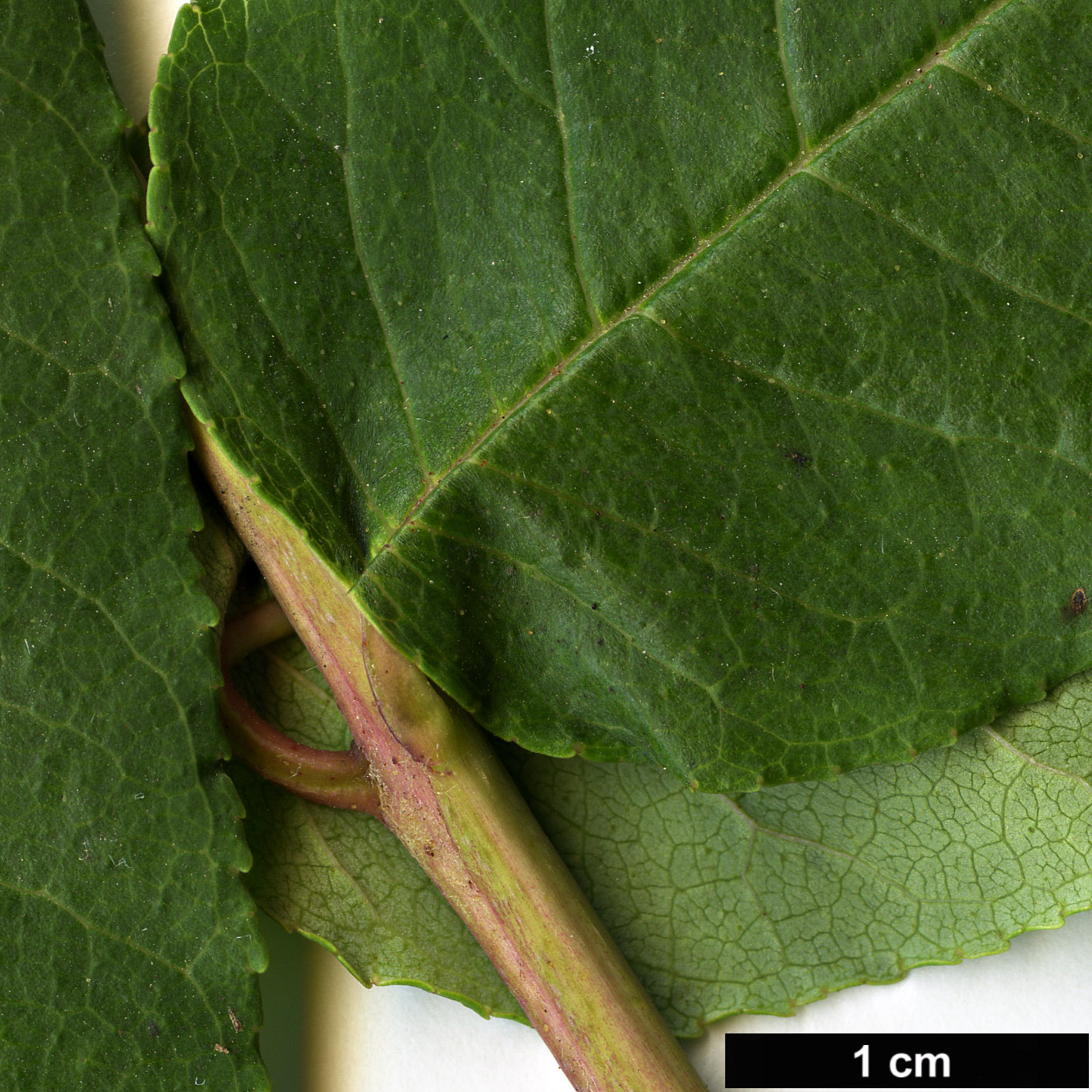 High resolution image: Family: Rutaceae - Genus: Zanthoxylum - Taxon: ailanthoides