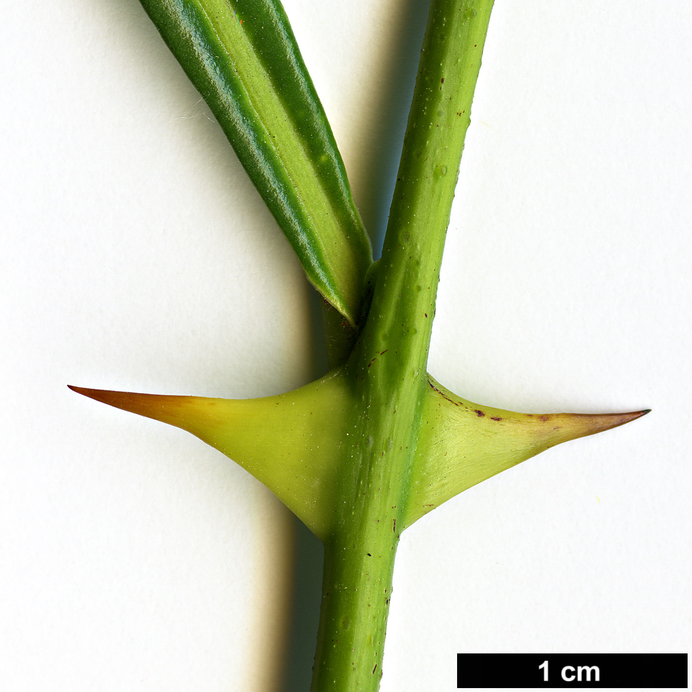 High resolution image: Family: Rutaceae - Genus: Zanthoxylum - Taxon: armatum