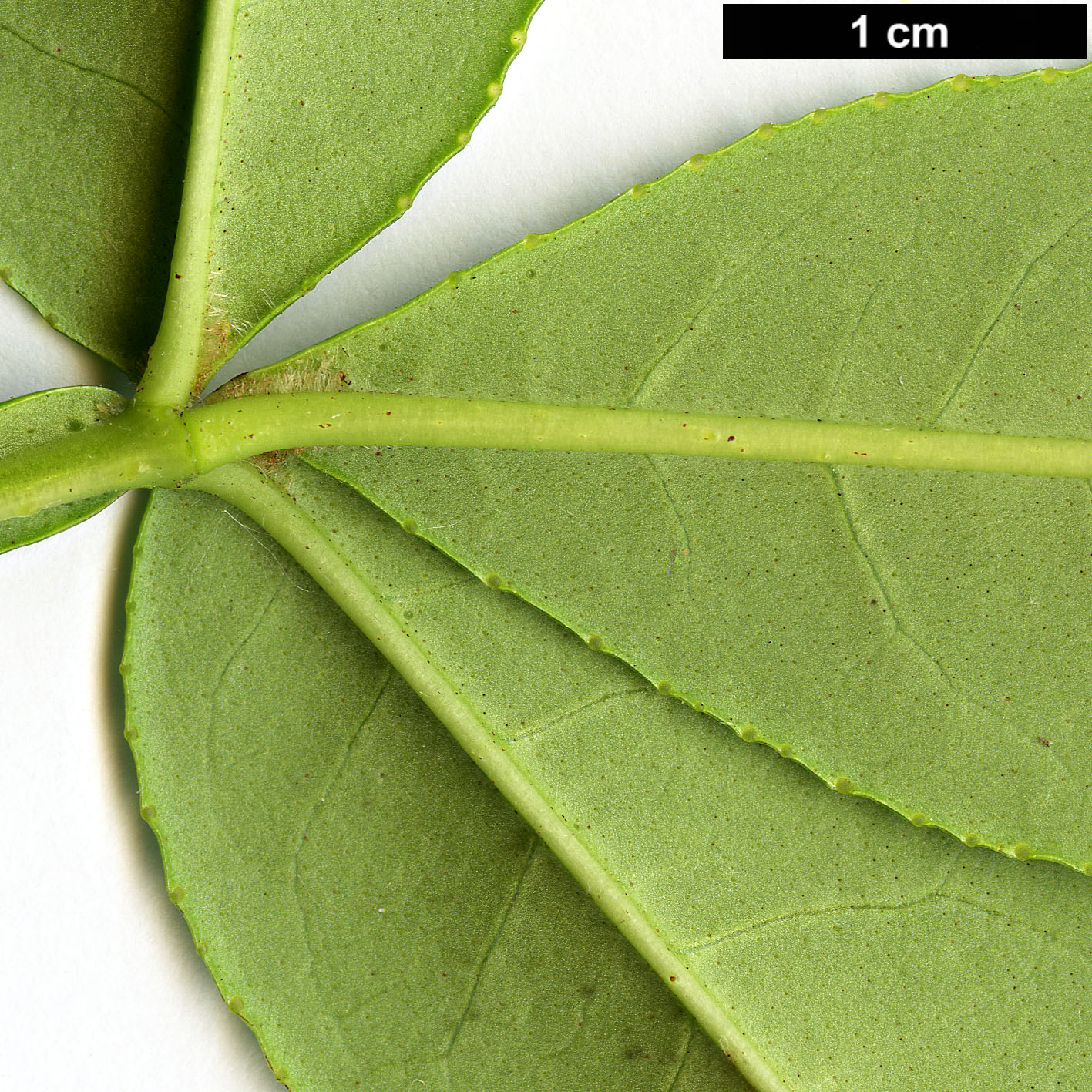 High resolution image: Family: Rutaceae - Genus: Zanthoxylum - Taxon: armatum