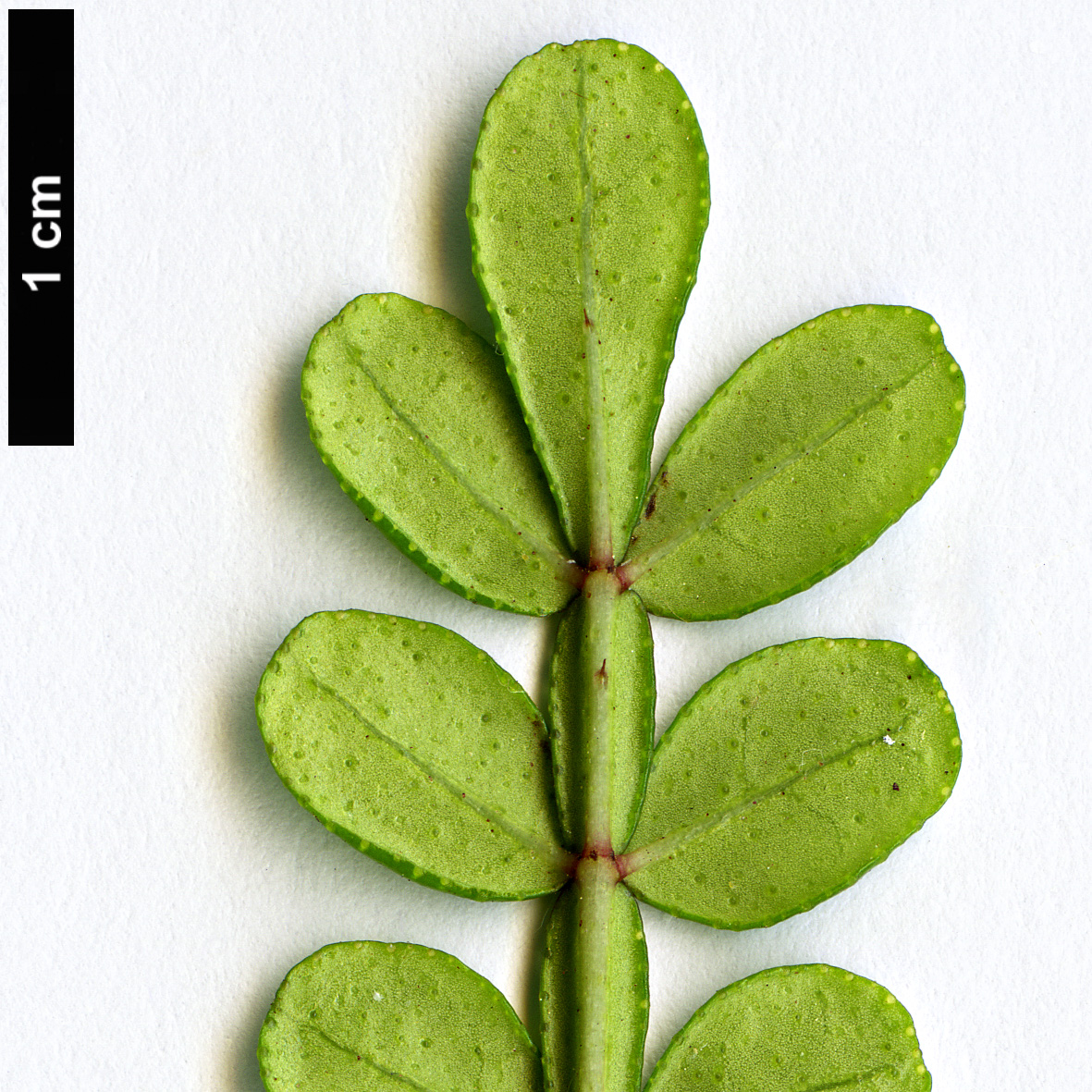 High resolution image: Family: Rutaceae - Genus: Zanthoxylum - Taxon: fagara