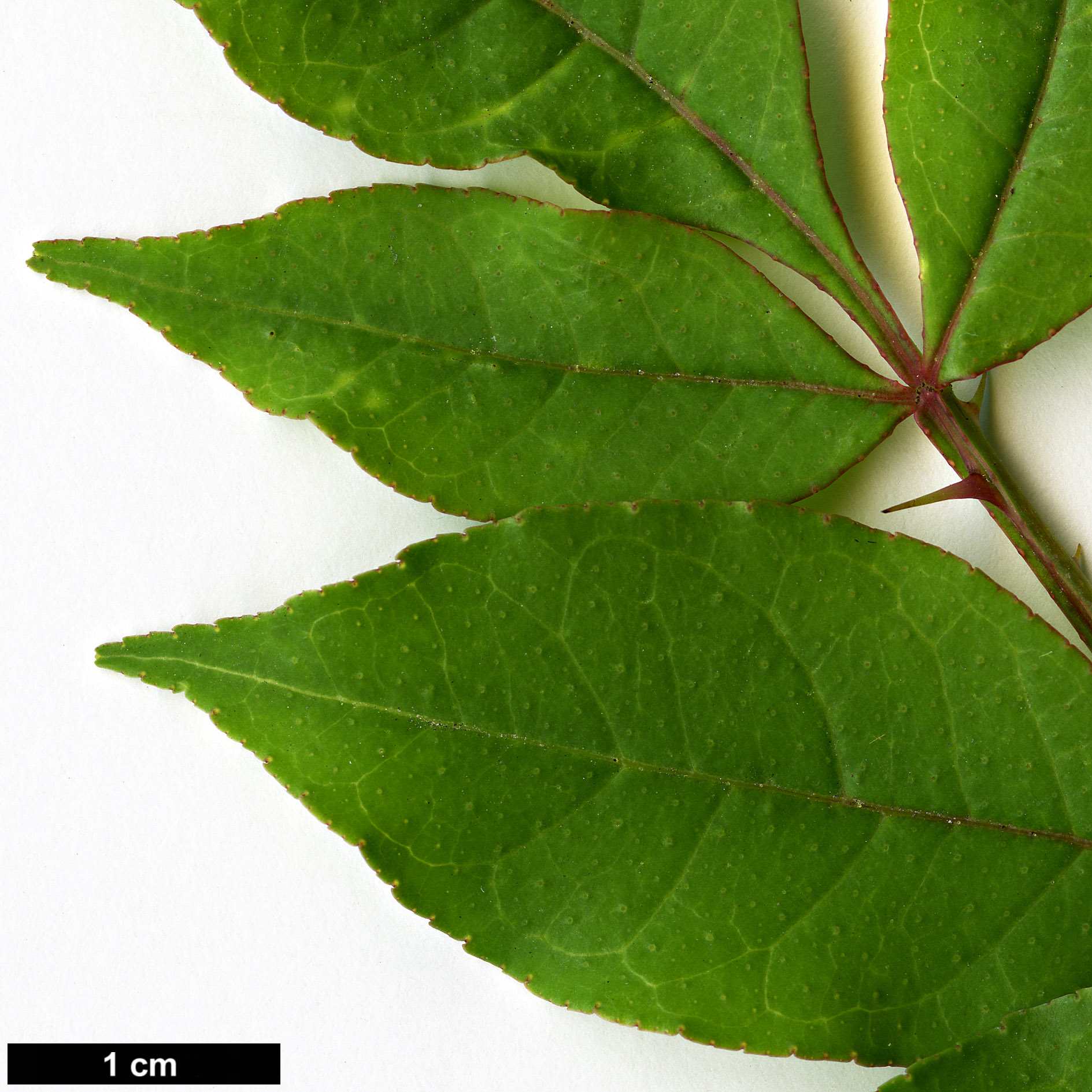 High resolution image: Family: Rutaceae - Genus: Zanthoxylum - Taxon: piperitum