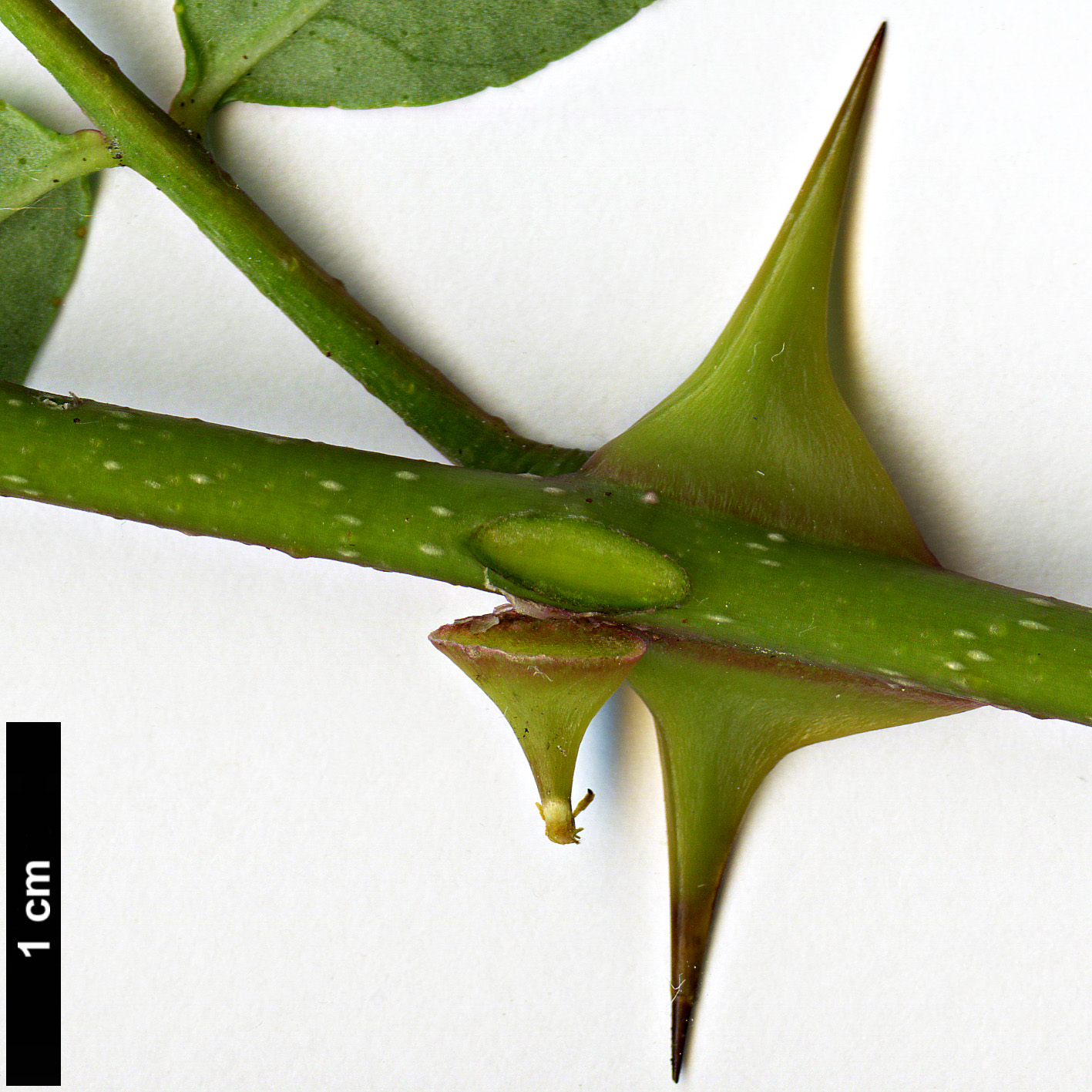 High resolution image: Family: Rutaceae - Genus: Zanthoxylum - Taxon: piperitum