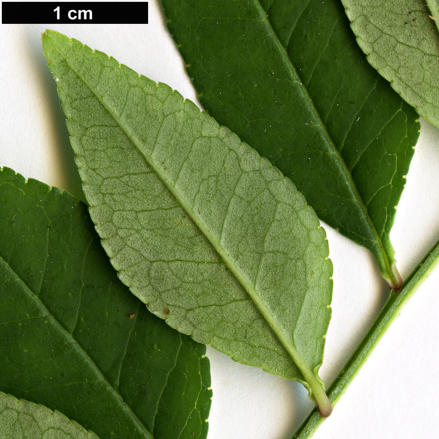 High resolution image: Family: Rutaceae - Genus: Zanthoxylum - Taxon: schinifolium