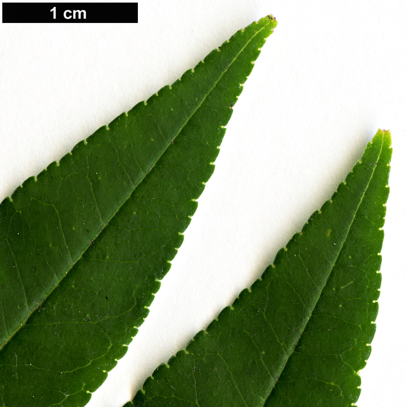 High resolution image: Family: Rutaceae - Genus: Zanthoxylum - Taxon: schinifolium