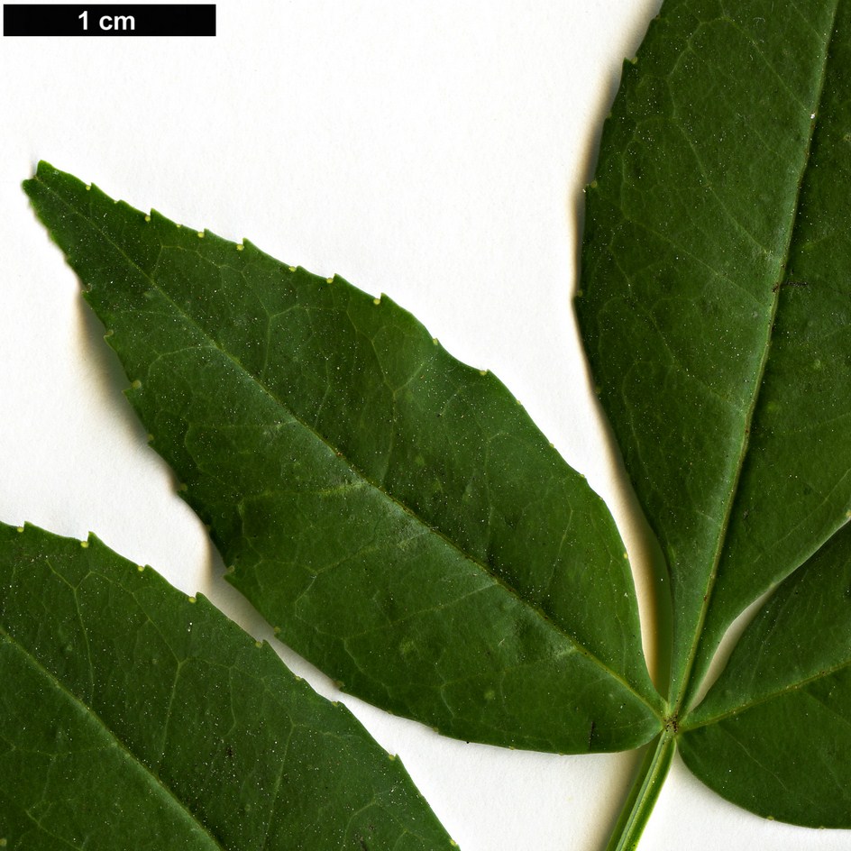 High resolution image: Family: Rutaceae - Genus: Zanthoxylum - Taxon: simulans
