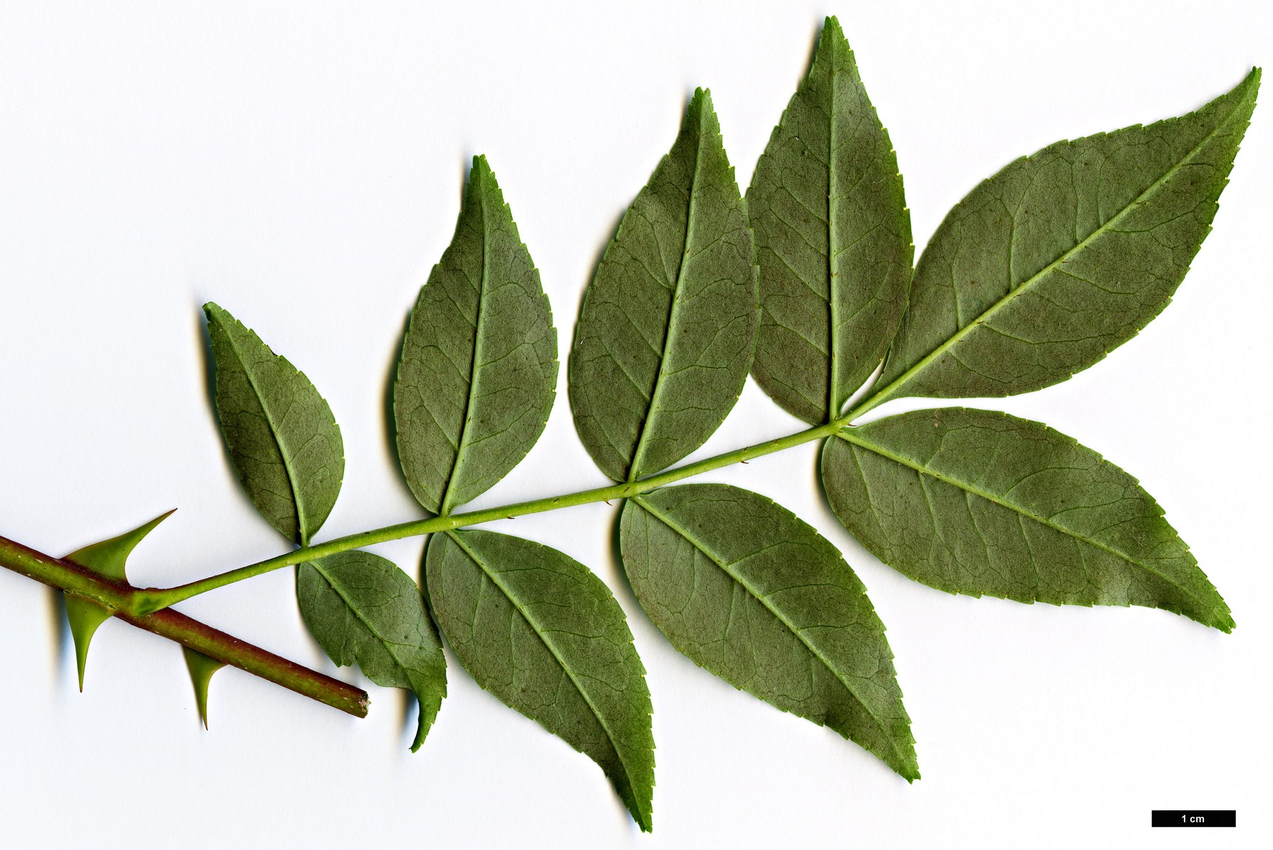 High resolution image: Family: Rutaceae - Genus: Zanthoxylum - Taxon: simulans