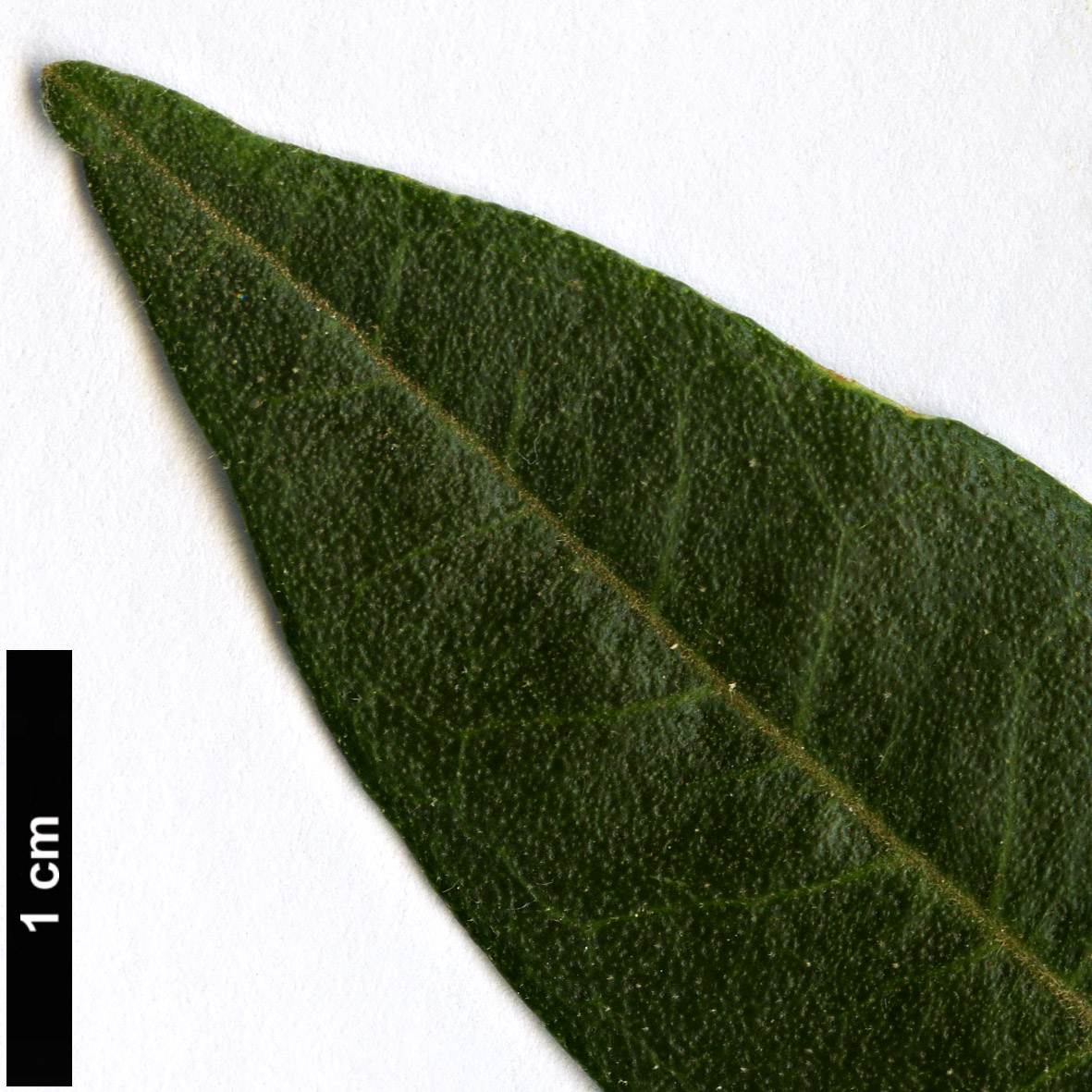 High resolution image: Family: Rutaceae - Genus: Zieria - Taxon: arborescens