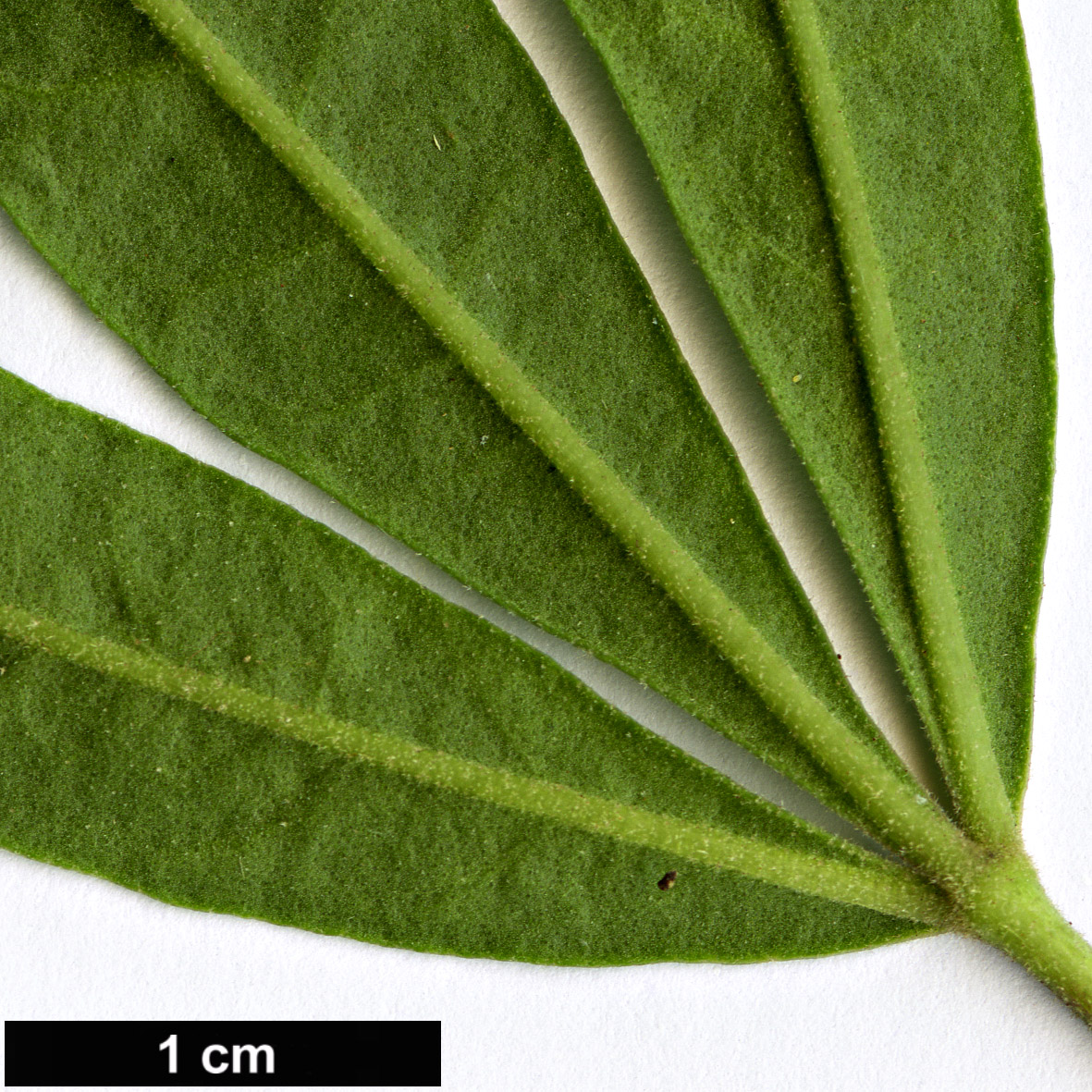 High resolution image: Family: Rutaceae - Genus: Zieria - Taxon: arborescens