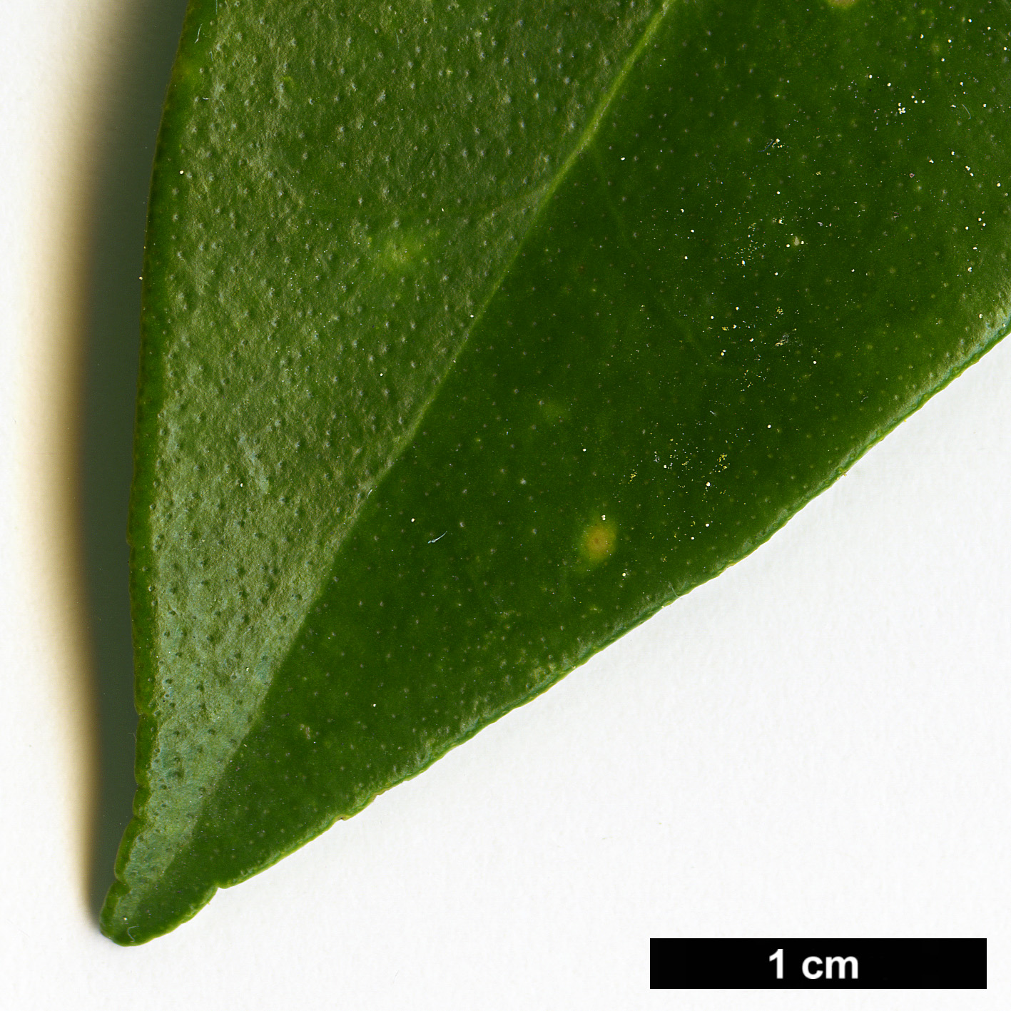 High resolution image: Family: Rutaceae - Genus: Skimmia - Taxon: japonica