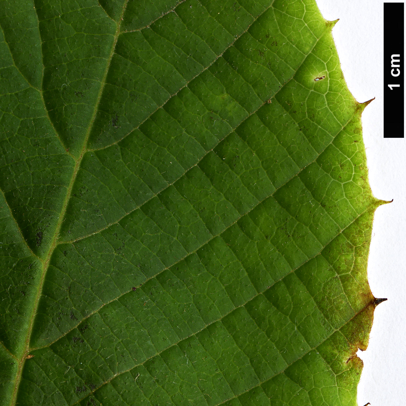 High resolution image: Family: Sabiaceae - Genus: Meliosma - Taxon: cuneifolia