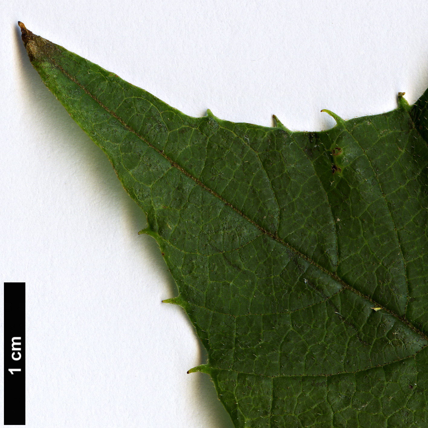 High resolution image: Family: Sabiaceae - Genus: Meliosma - Taxon: cuneifolia