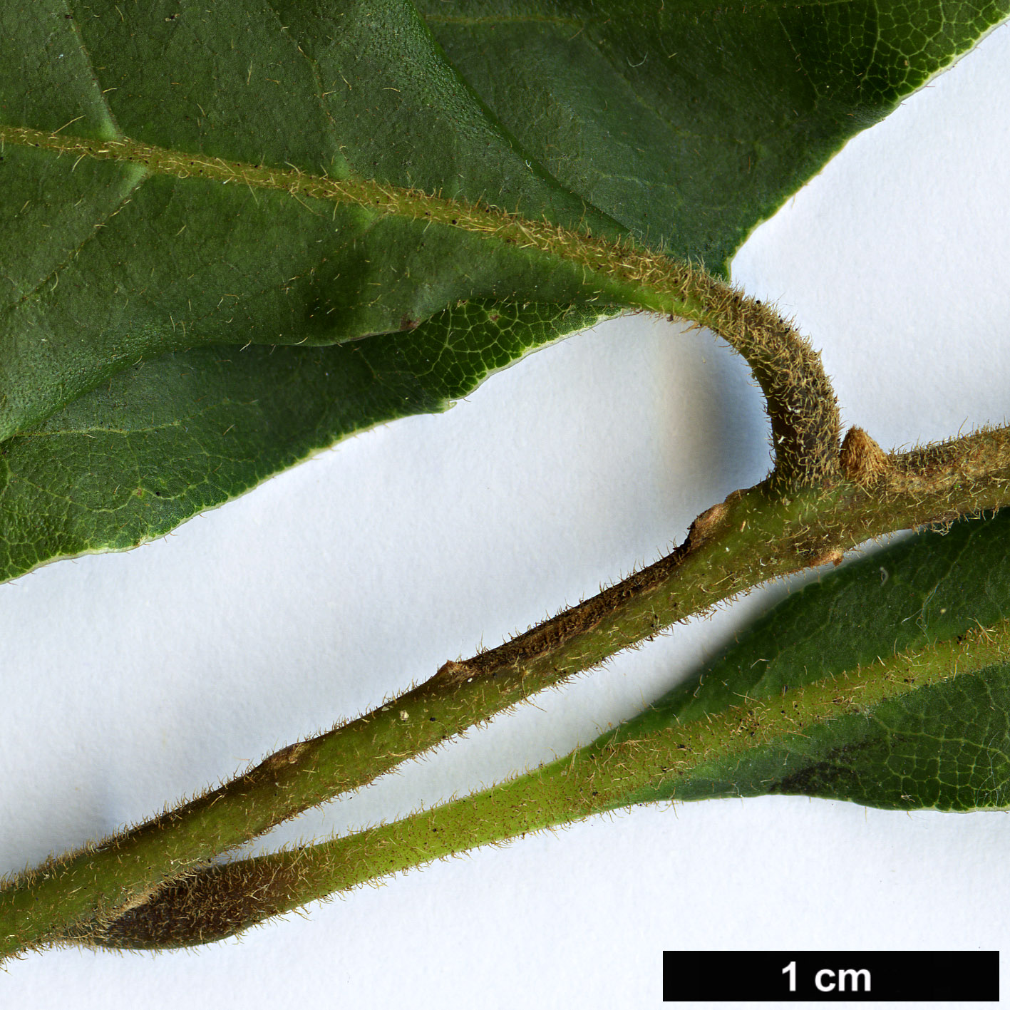 High resolution image: Family: Sabiaceae - Genus: Meliosma - Taxon: dentata