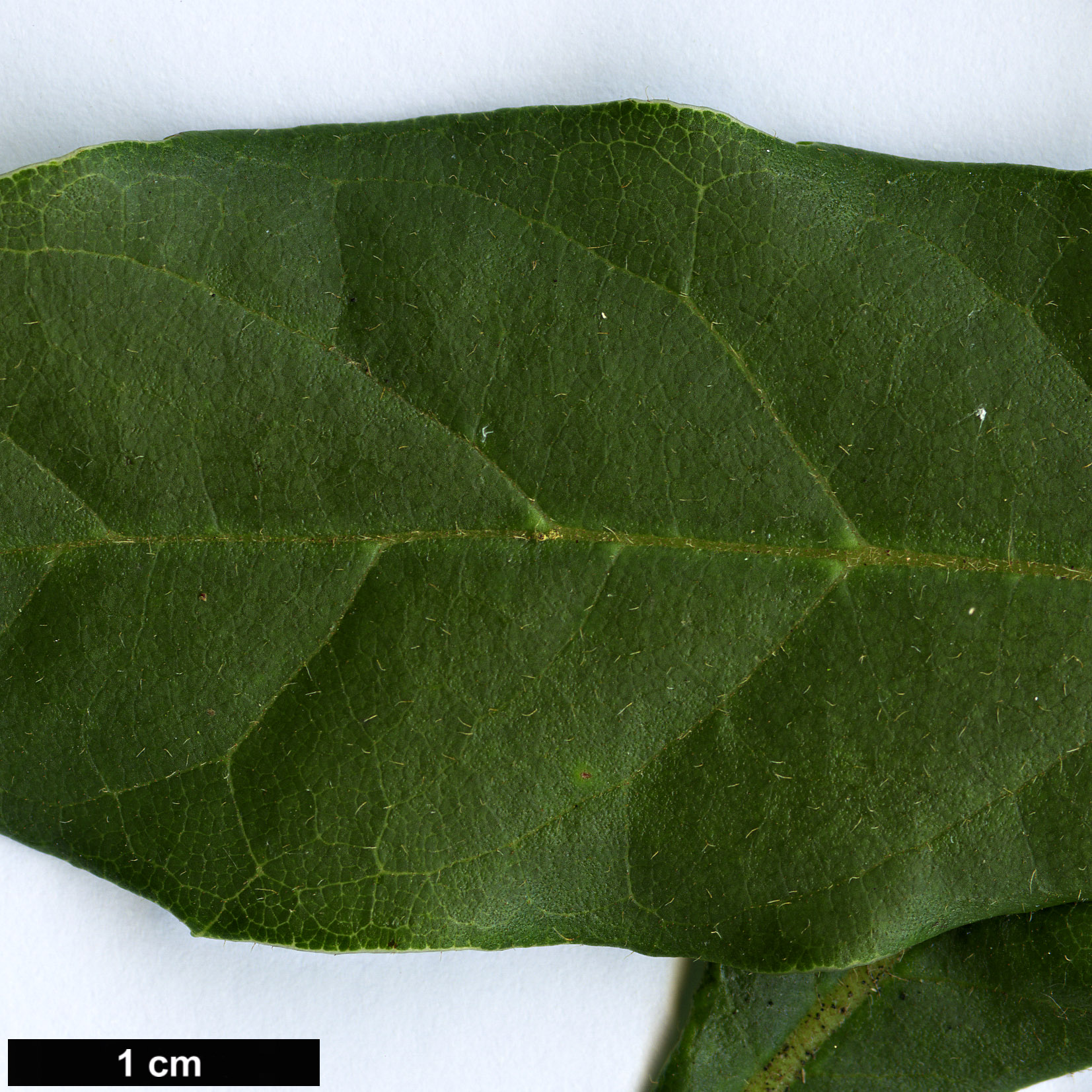 High resolution image: Family: Sabiaceae - Genus: Meliosma - Taxon: dentata