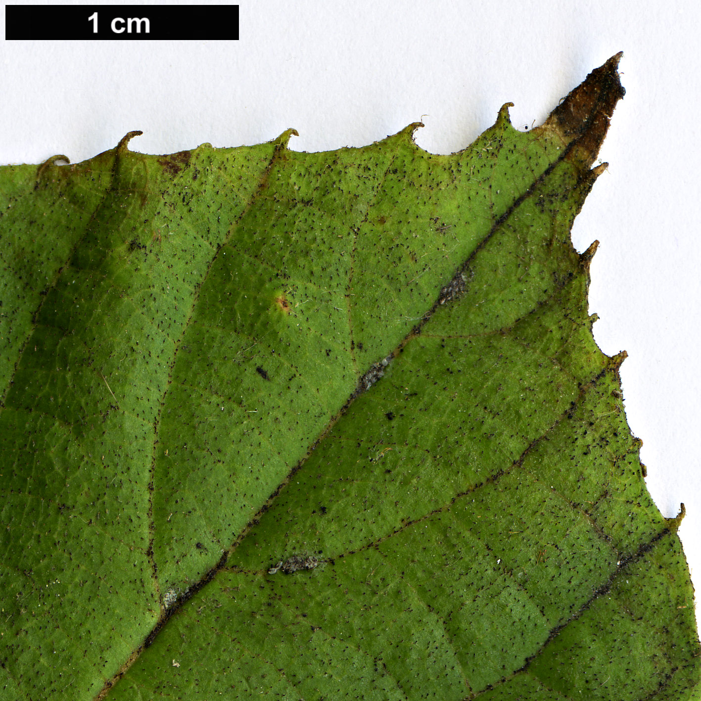 High resolution image: Family: Sabiaceae - Genus: Meliosma - Taxon: dilleniifolia