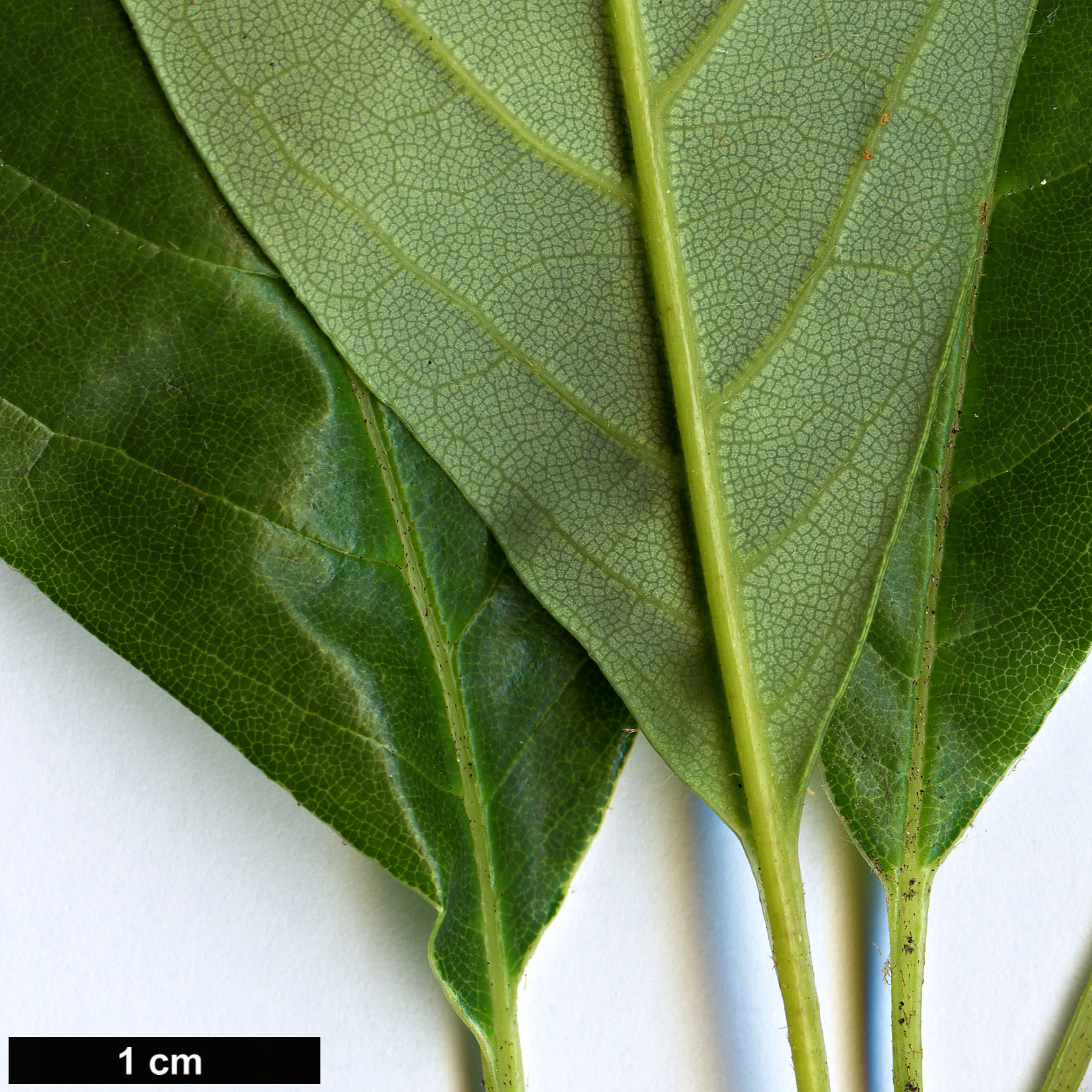 High resolution image: Family: Sabiaceae - Genus: Meliosma - Taxon: dumicola
