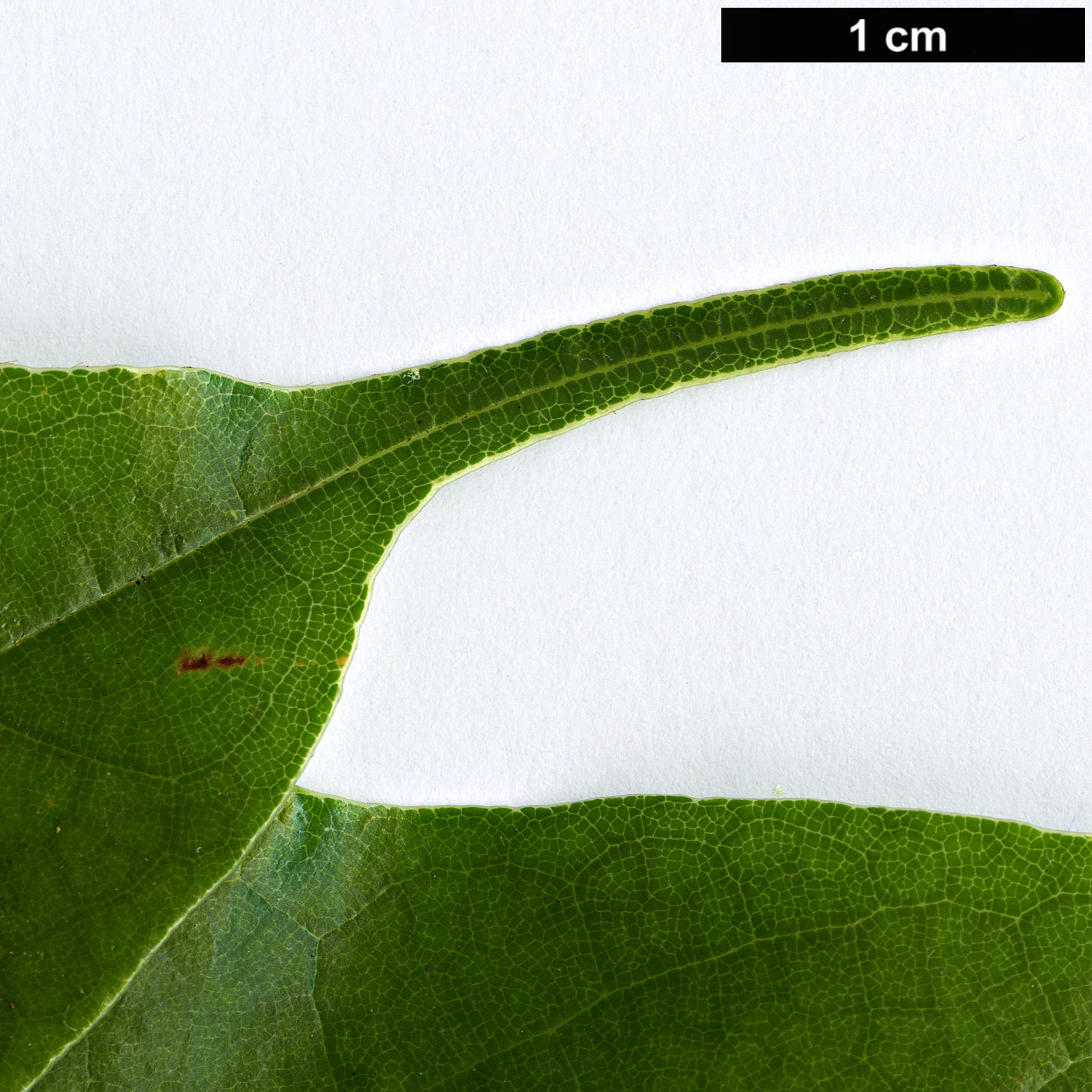 High resolution image: Family: Sabiaceae - Genus: Meliosma - Taxon: dumicola