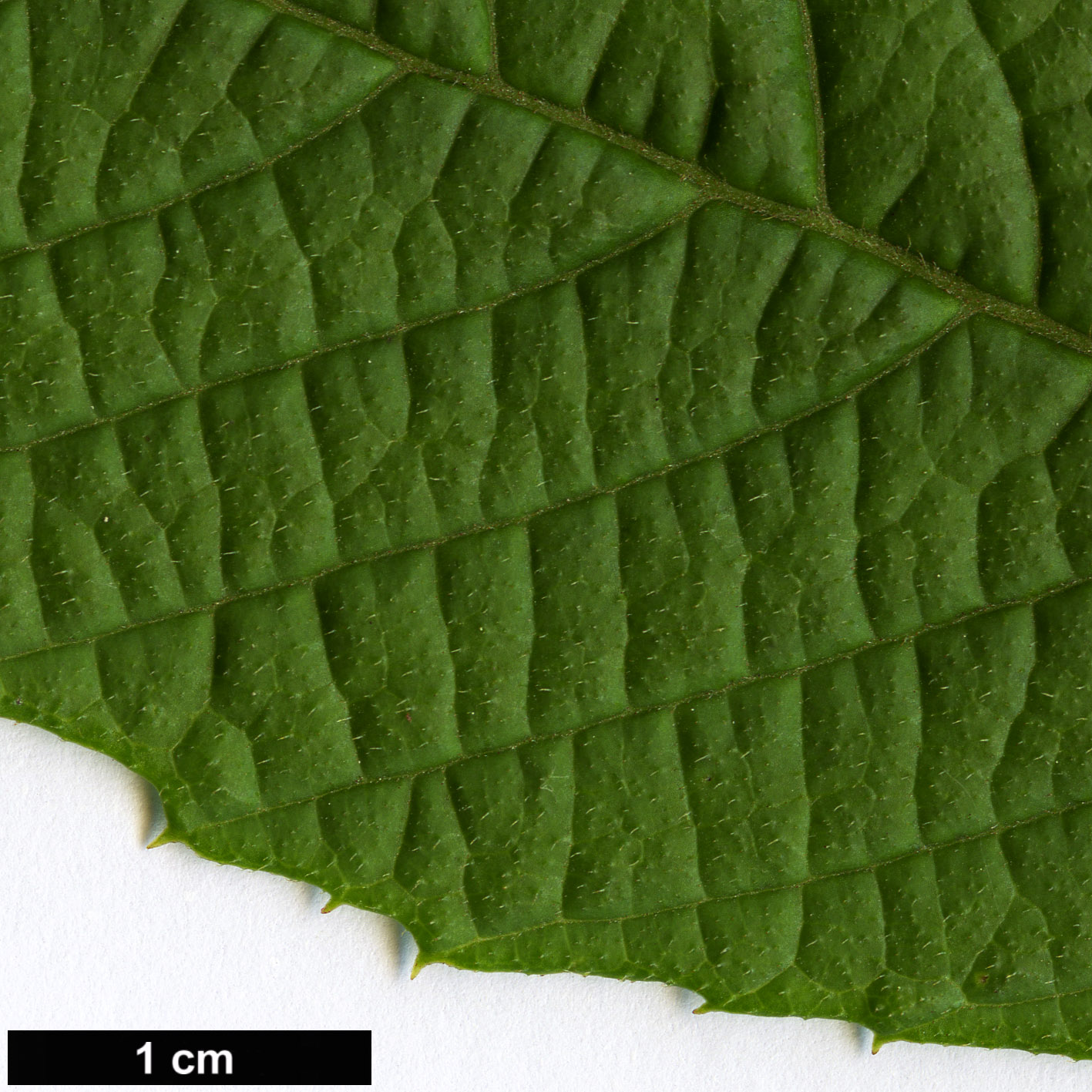 High resolution image: Family: Sabiaceae - Genus: Meliosma - Taxon: flexuosa