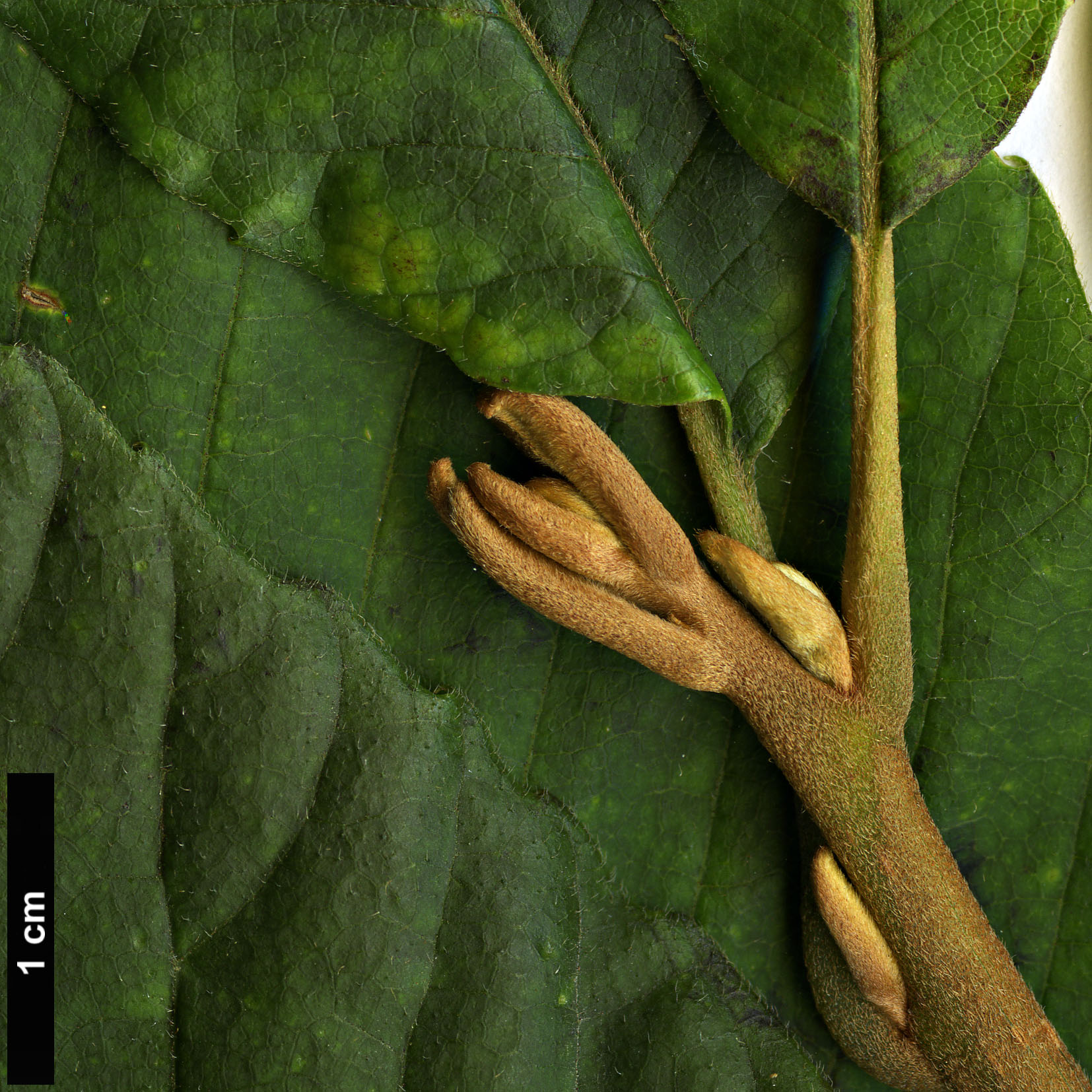 High resolution image: Family: Sabiaceae - Genus: Meliosma - Taxon: myriantha