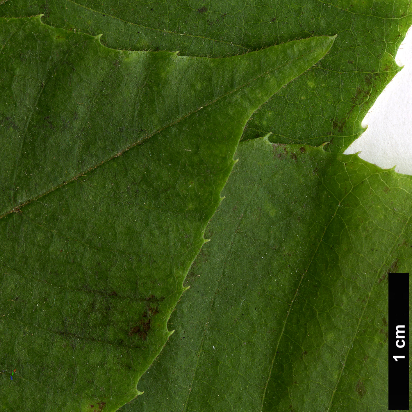 High resolution image: Family: Sabiaceae - Genus: Meliosma - Taxon: myriantha