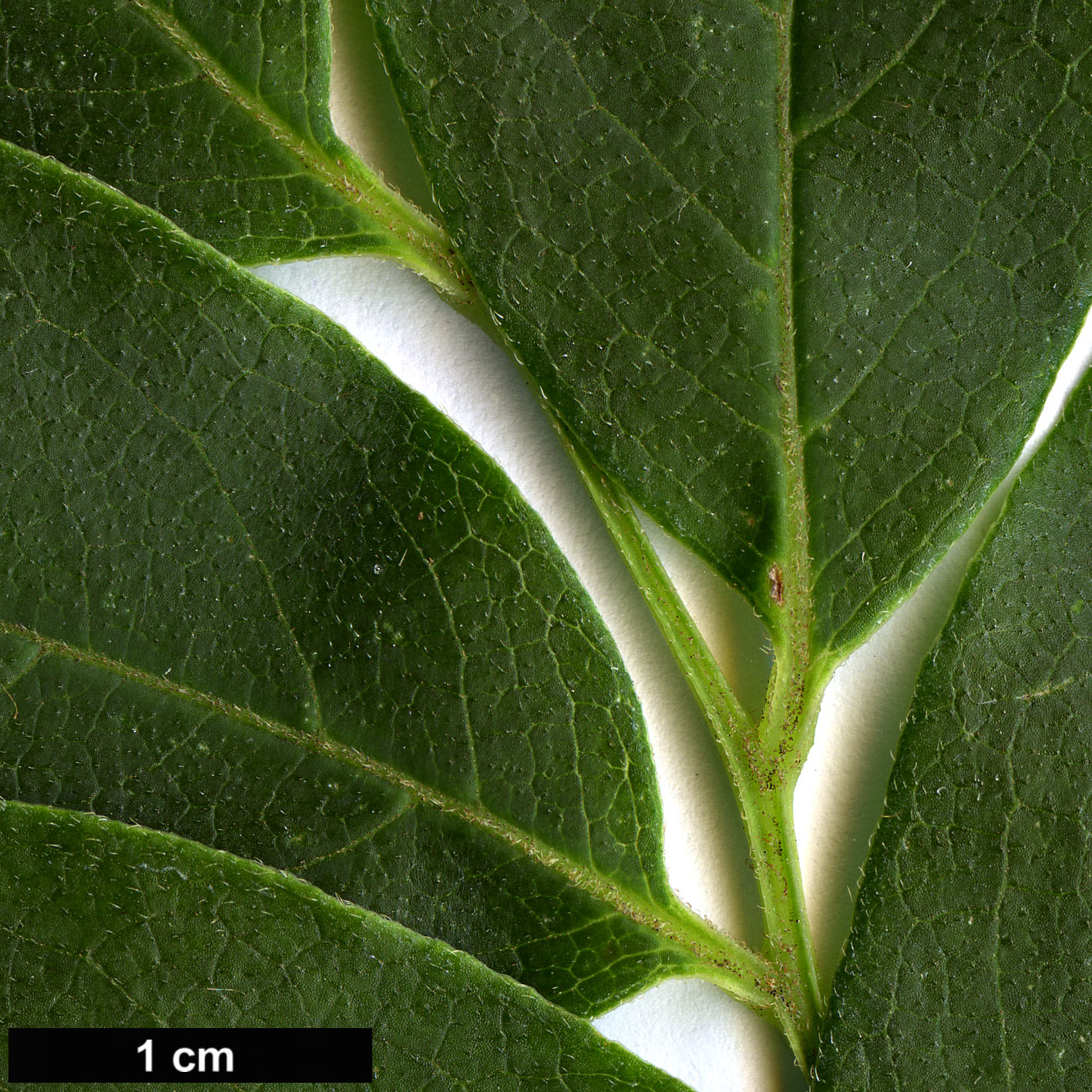 High resolution image: Family: Sabiaceae - Genus: Meliosma - Taxon: oldhamii