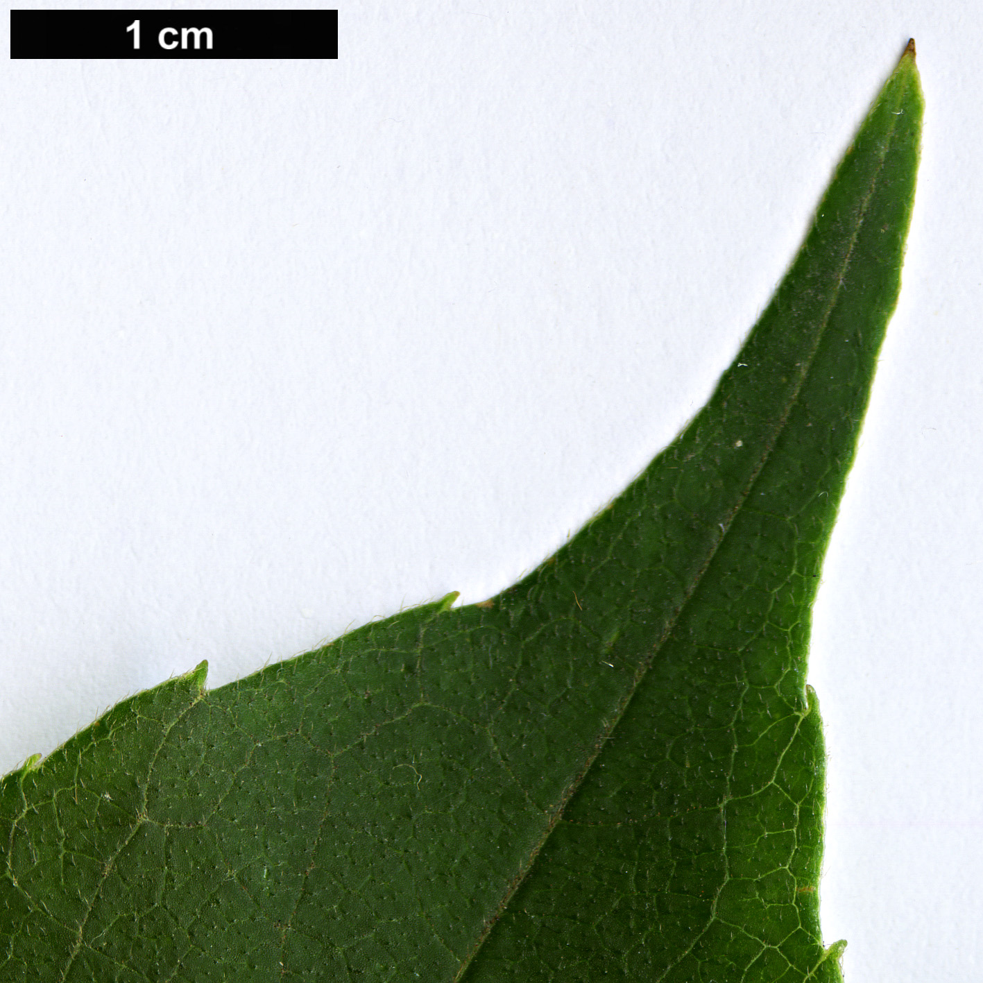 High resolution image: Family: Sabiaceae - Genus: Meliosma - Taxon: oldhamii