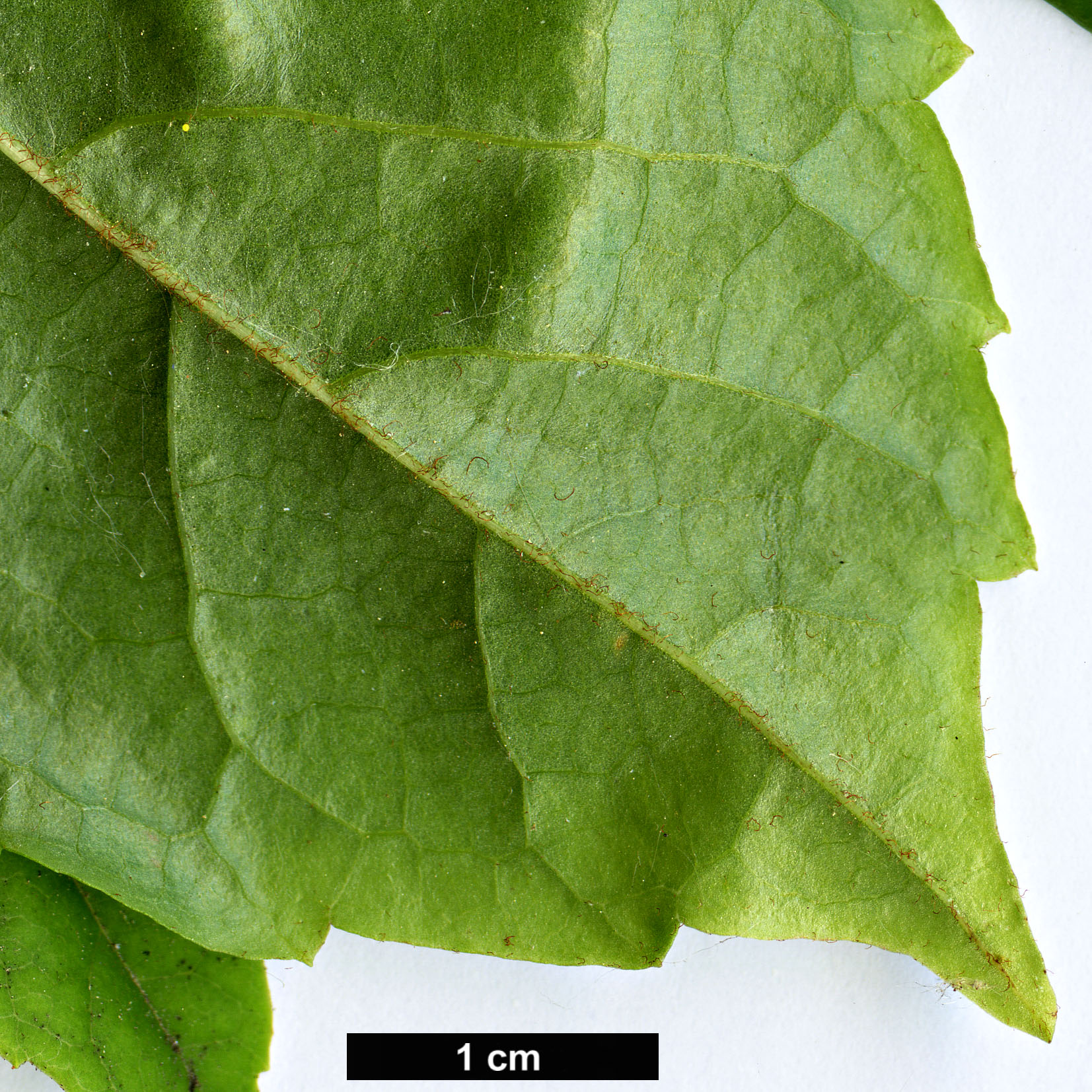 High resolution image: Family: Sabiaceae - Genus: Meliosma - Taxon: veitchiorum