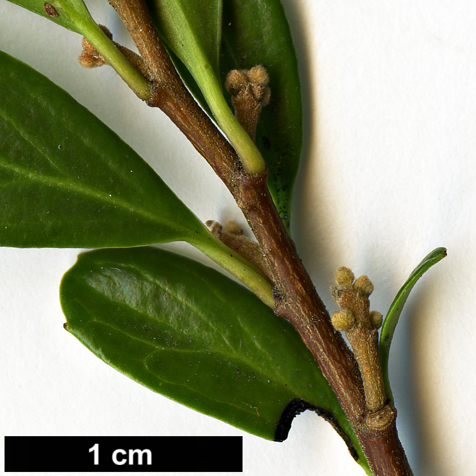 High resolution image: Family: Salicaceae - Genus: Azara - Taxon: alpina