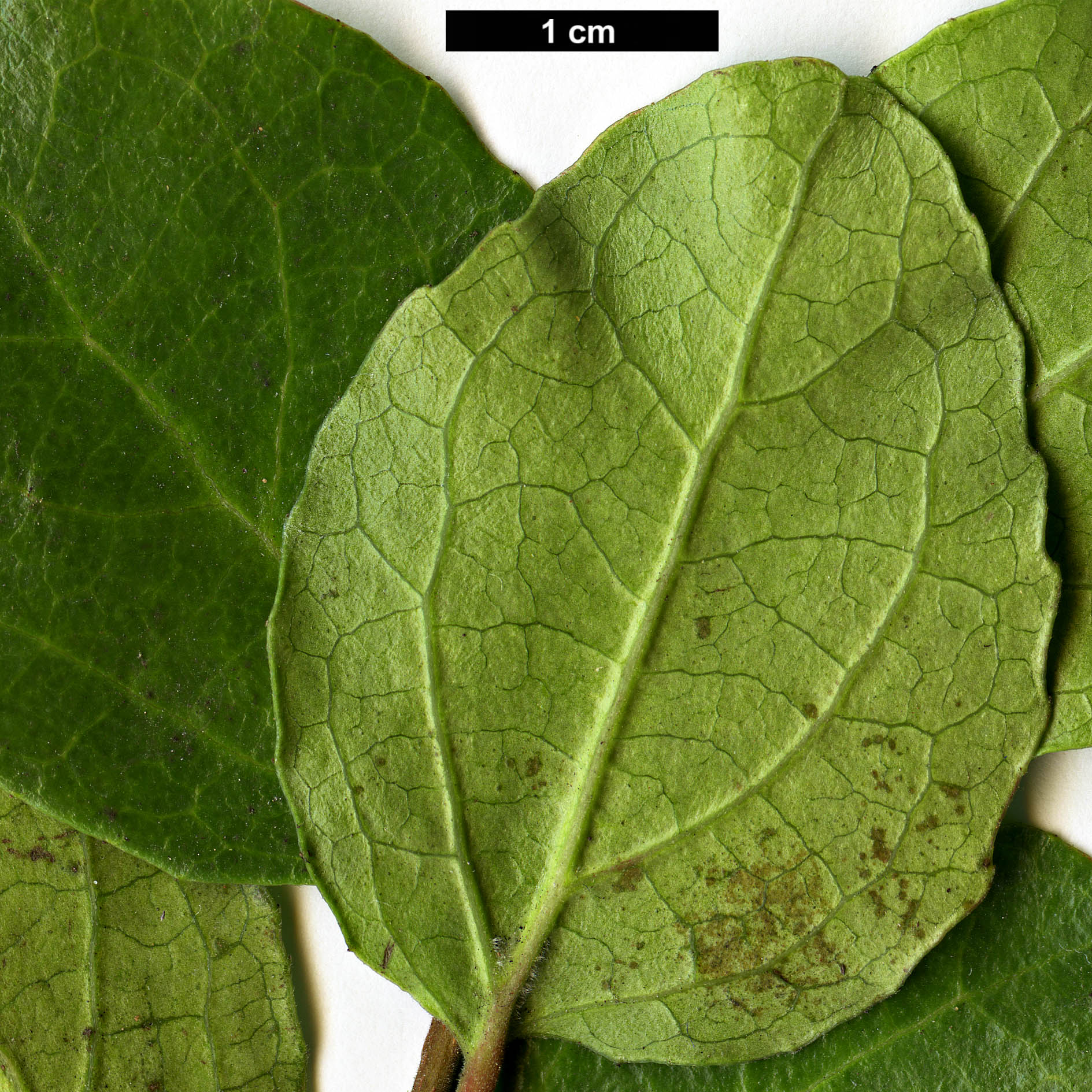 High resolution image: Family: Salicaceae - Genus: Azara - Taxon: celastrina