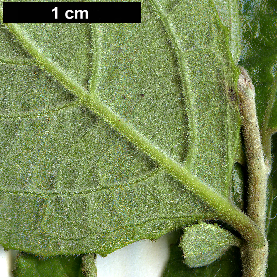 High resolution image: Family: Salicaceae - Genus: Azara - Taxon: dentata