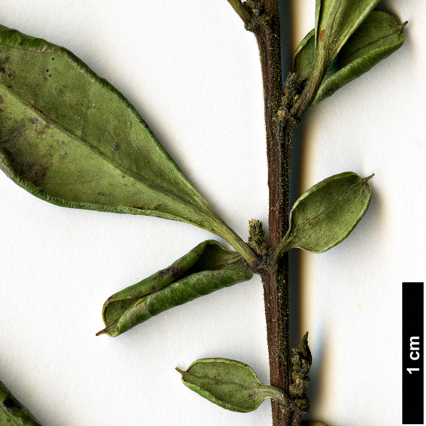 High resolution image: Family: Salicaceae - Genus: Azara - Taxon: integrifolia